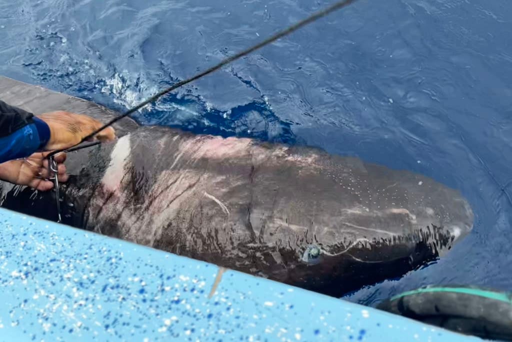 The Greenland shark was unexpectedly caught in deep waters off the coast of Belize