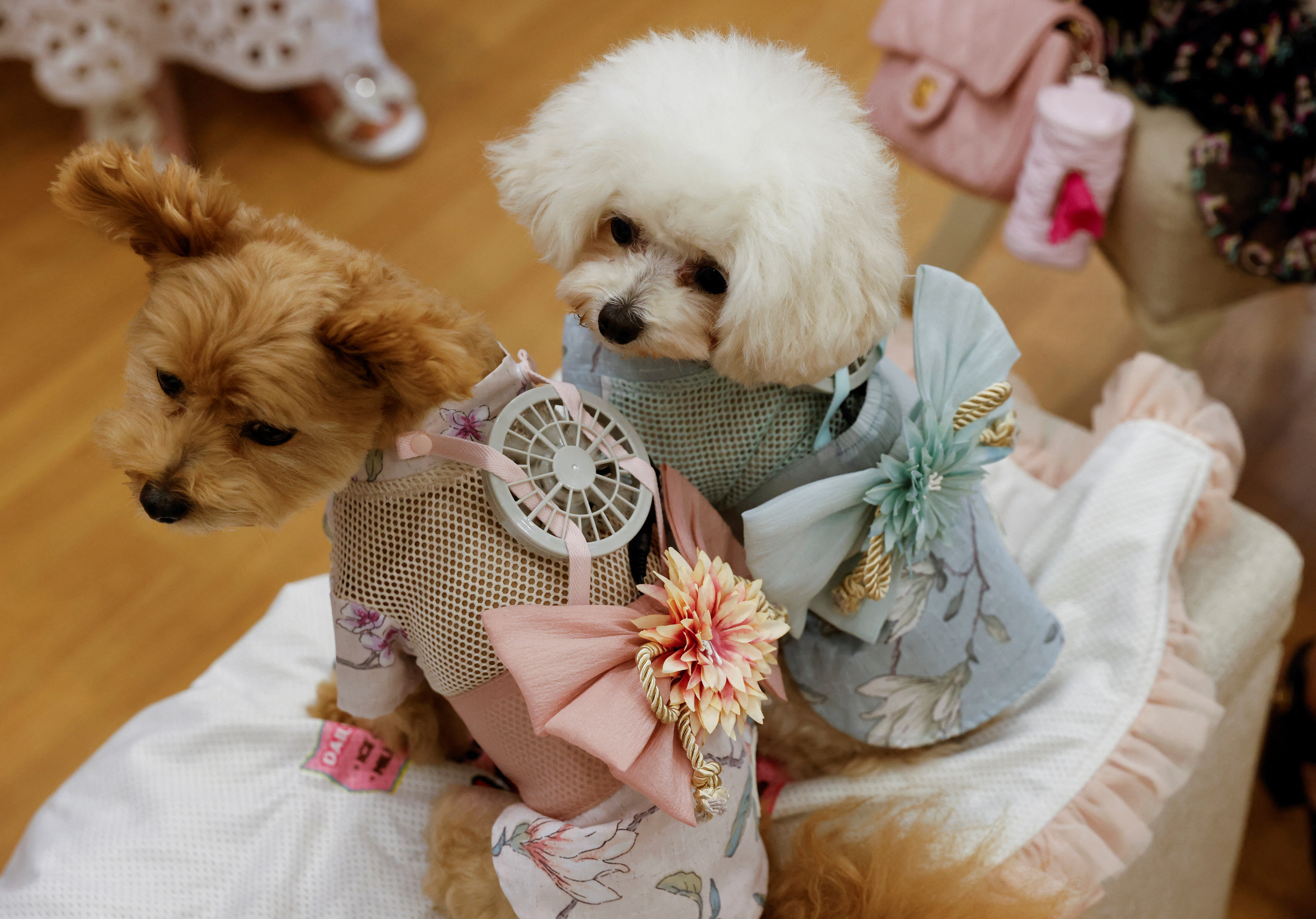 A nine-year-old female Pomeranian and Poodle Mix named Moco and eight-year-old female Poodle named Purin wear battery-powered fan outfits for pets