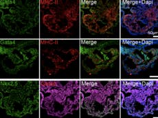 Synthetic mouse embryos with brains and beating hearts grown using only skin cells