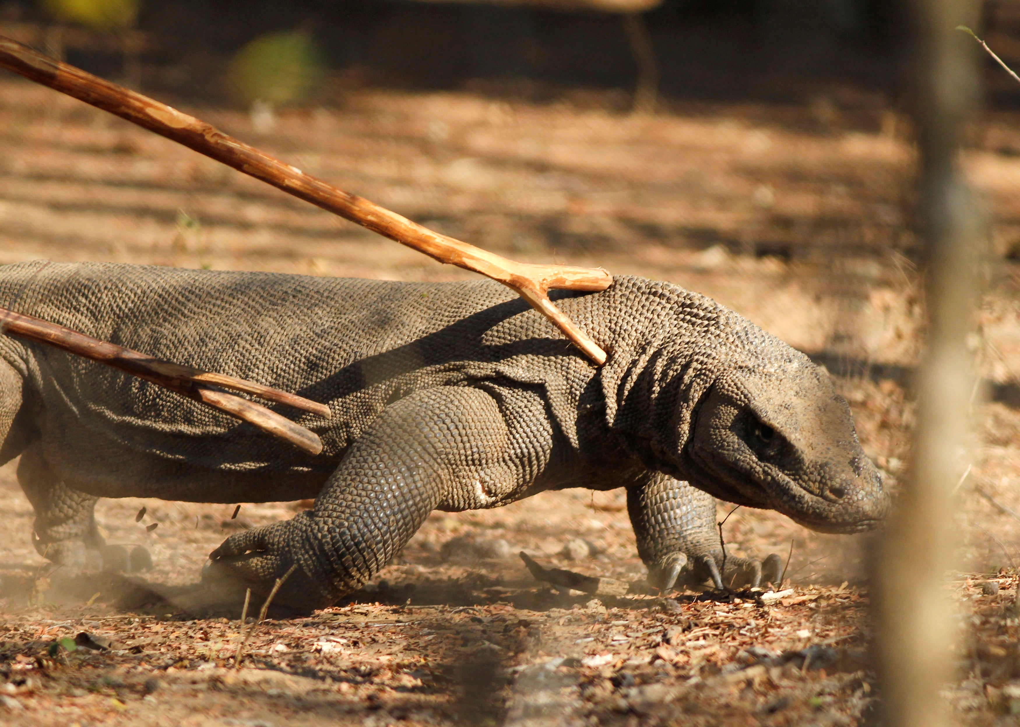 A Komodo dragon walks at the Komodo National Park in Komodo island, Indonesia's East Nusa Tenggara province