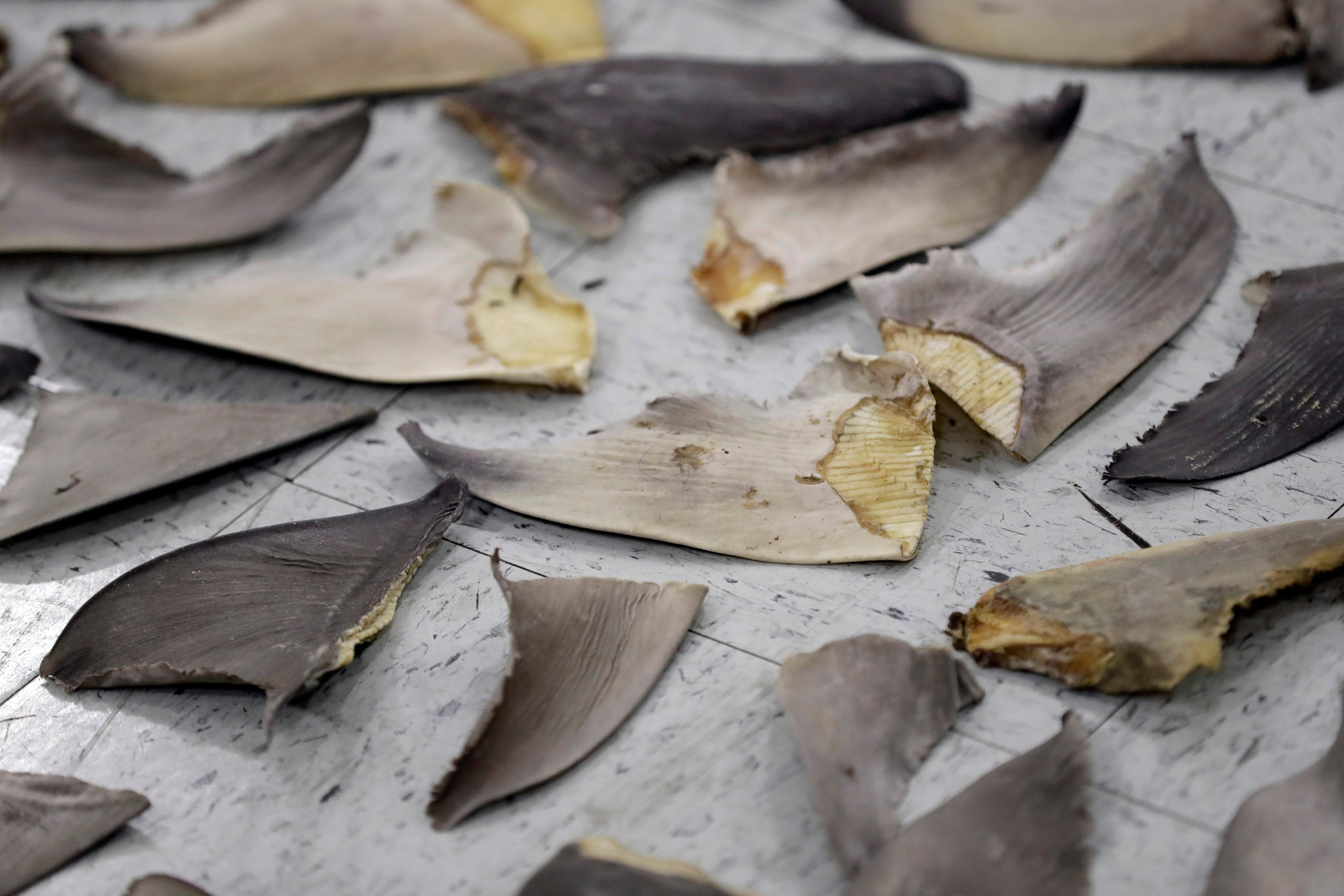 Ocean Fisheries Shark Fins