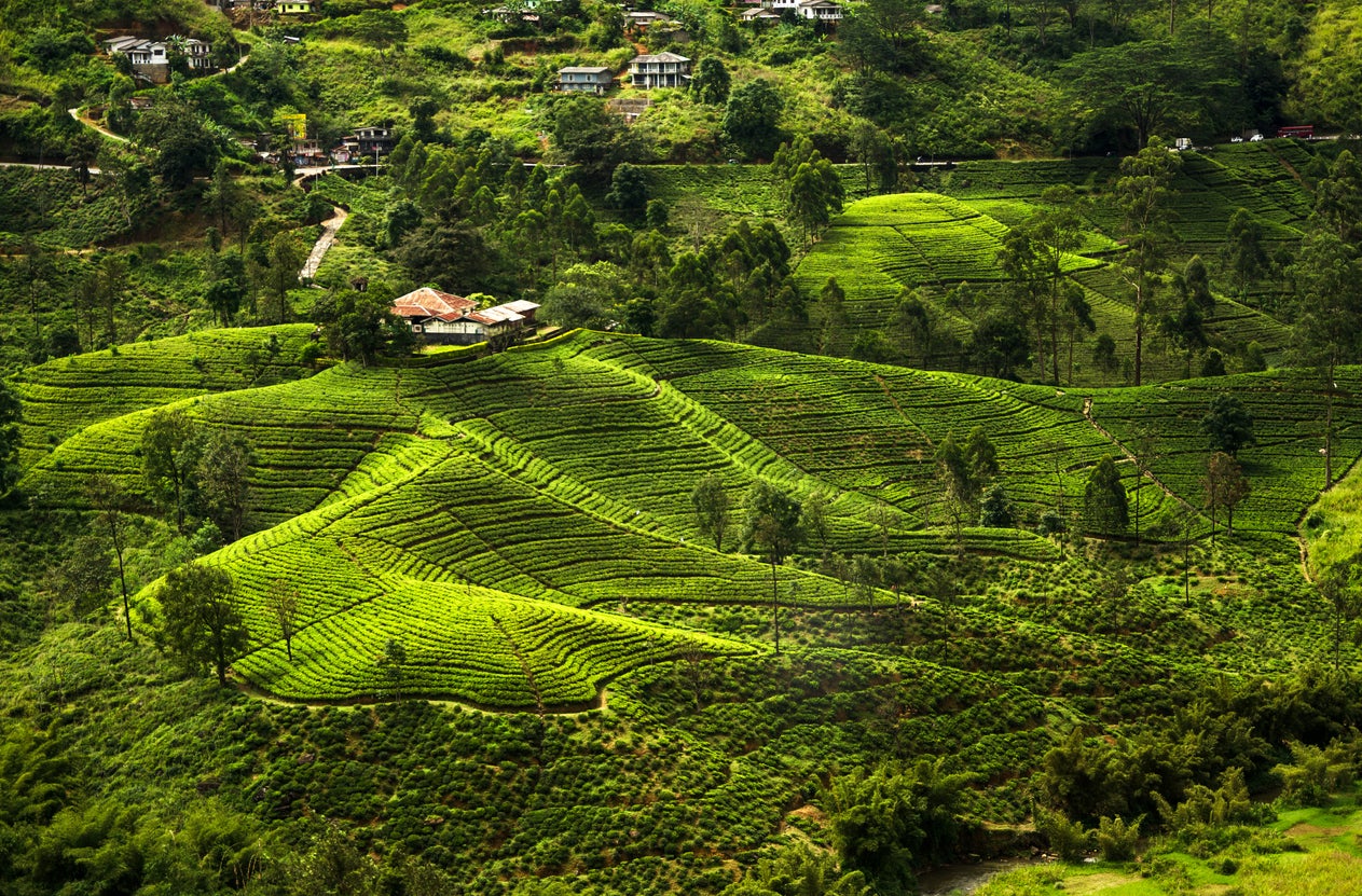 Sri Lanka has been a rising star on the adventure and wildlife travel scene for some years