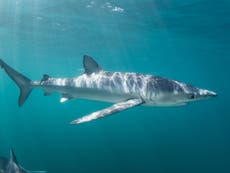 Fisherman airlifted to hospital after shark bite off coast of Portugal