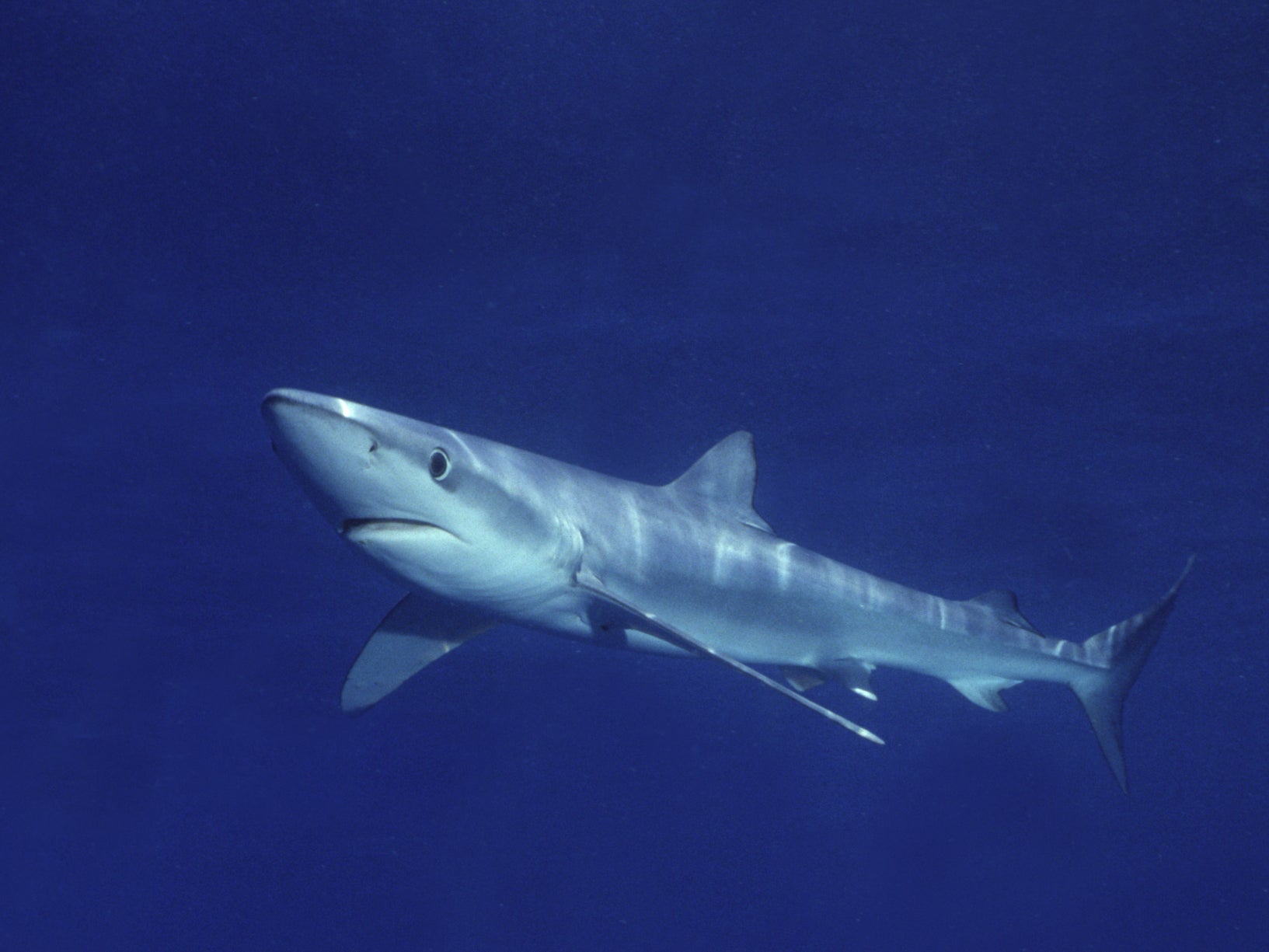 The individual was hoping to snorkel with blue sharks when they were bitten