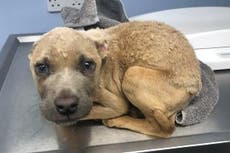 Dog cruelty on the rise since Covid pandemic as RSPCA gets 10 reports of abuse an hour