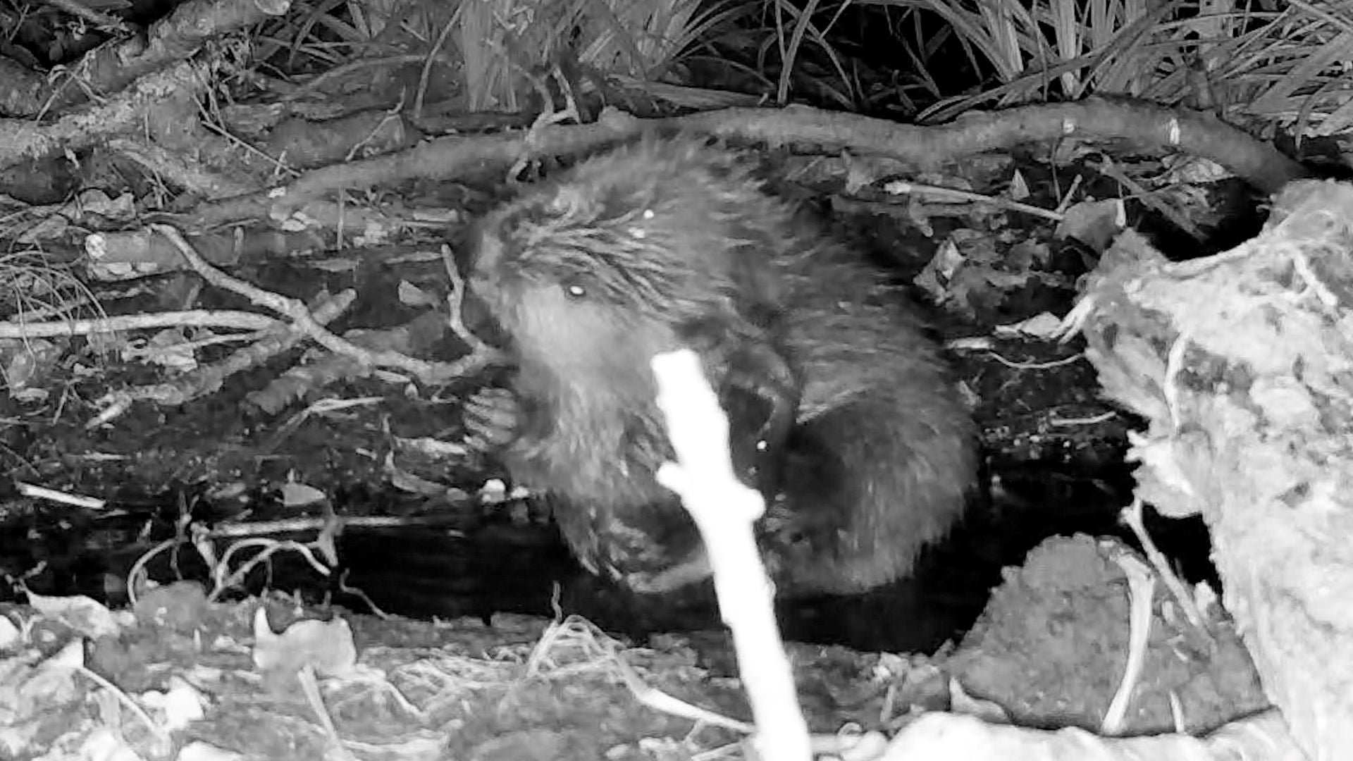 The National Trust is hoping for football-inspired names for the beaver kits (National Trust/PA)