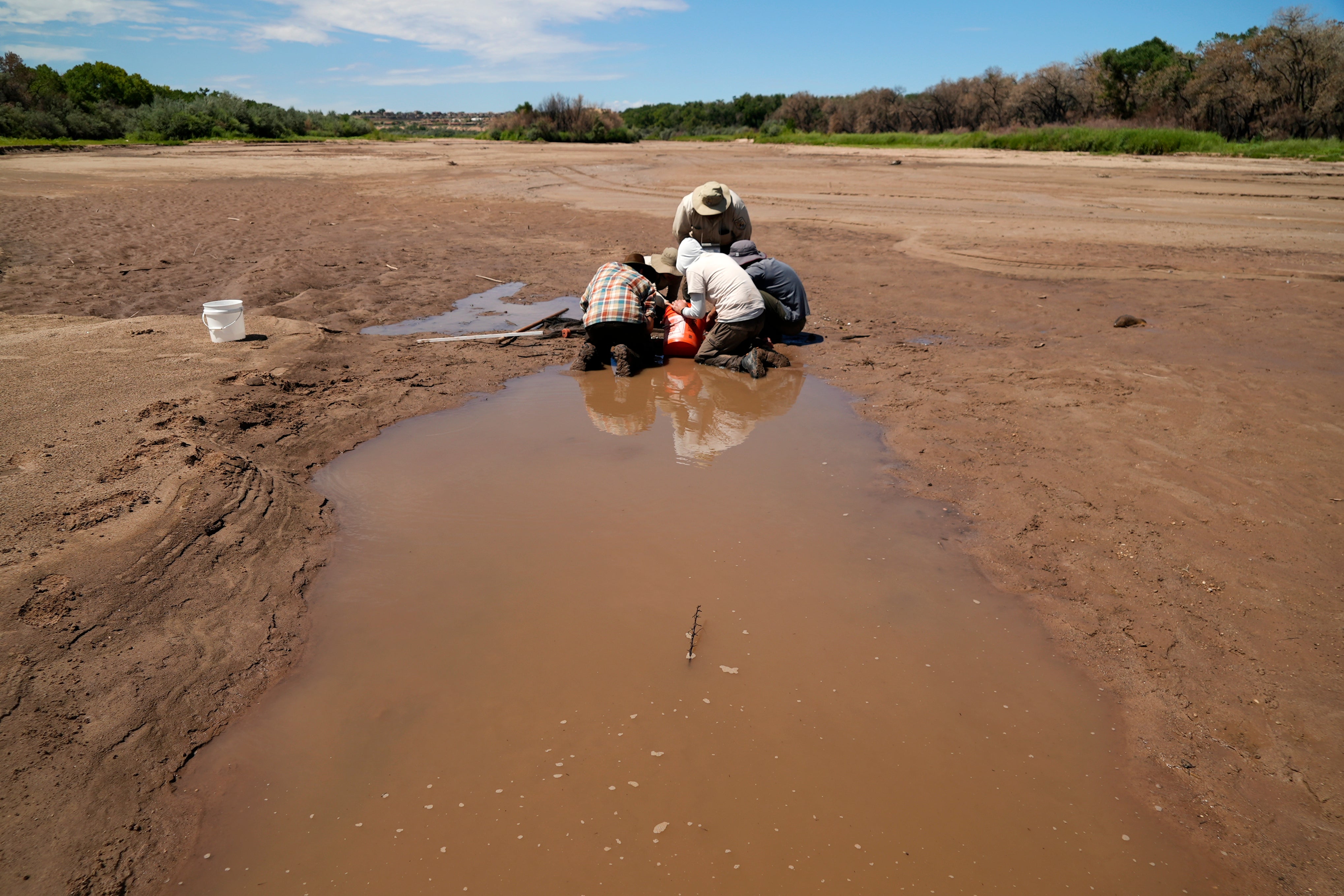 Rio Grande Endangered Fish