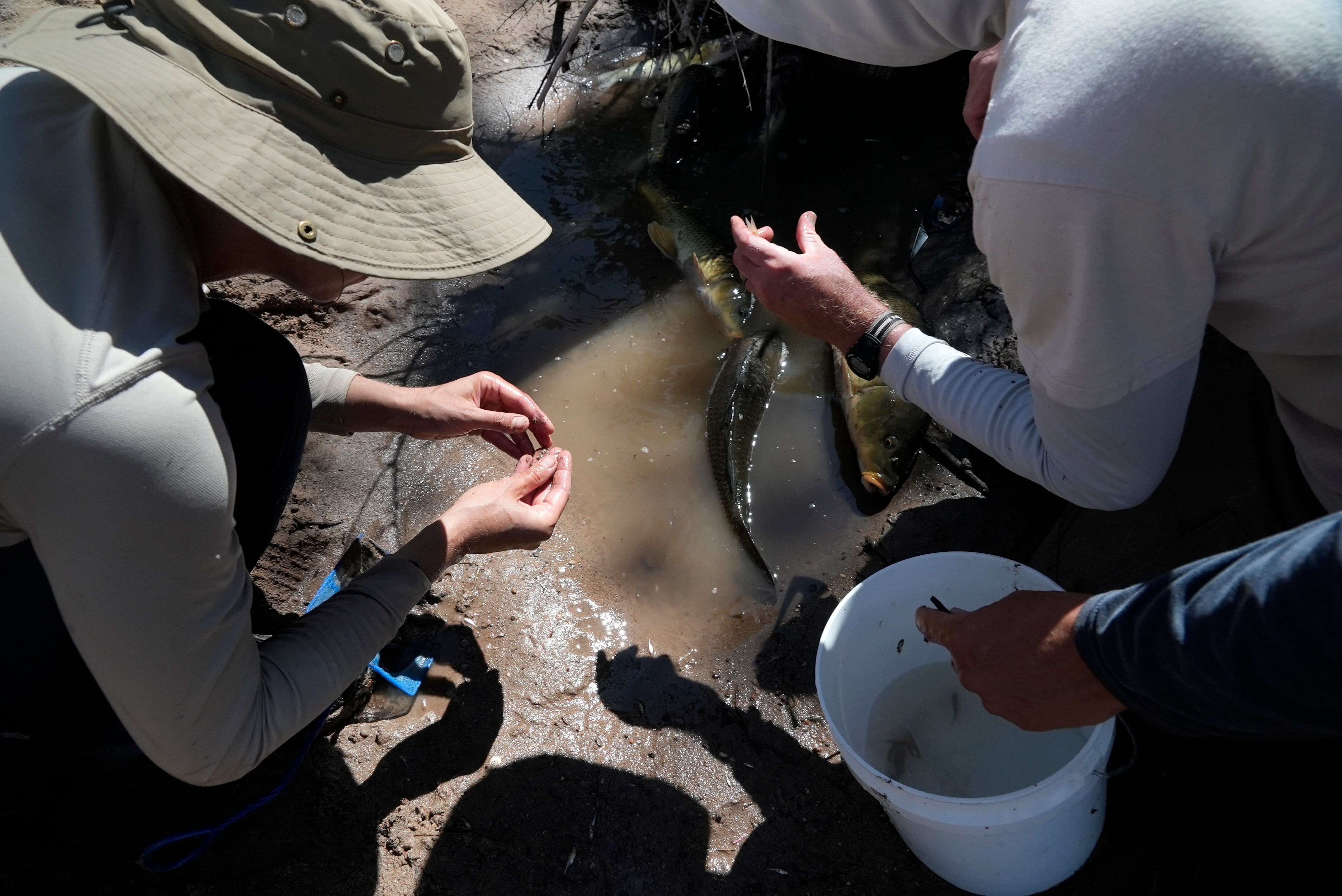 Rio Grande Endangered Fish