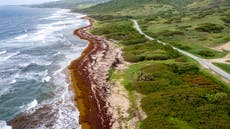 Record amount of seaweed is choking shores in the Caribbean