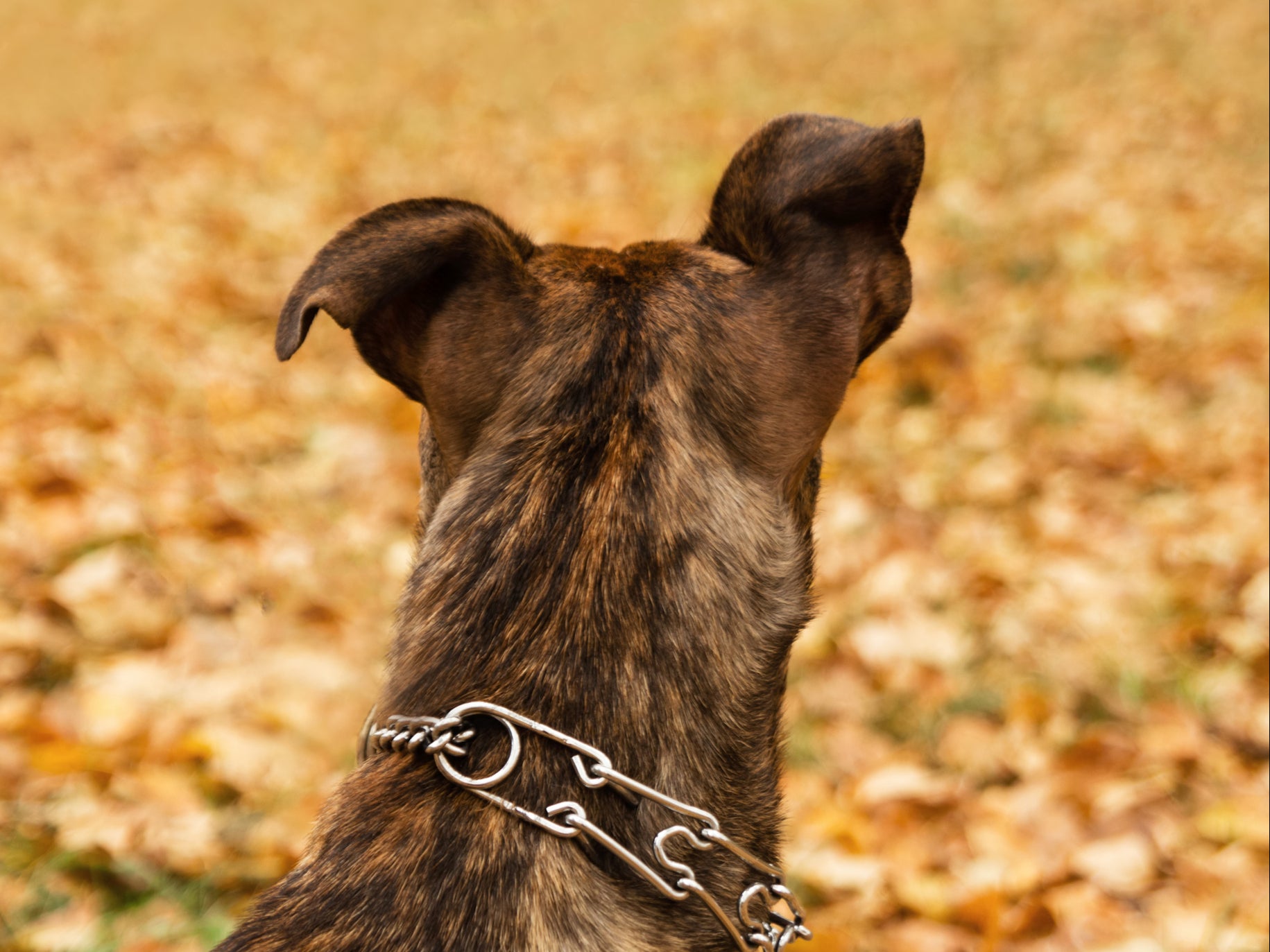 Police are looking for a man with two brown Staffordshire bull terrier or bullmastiff-type dogs (pictured: file image)