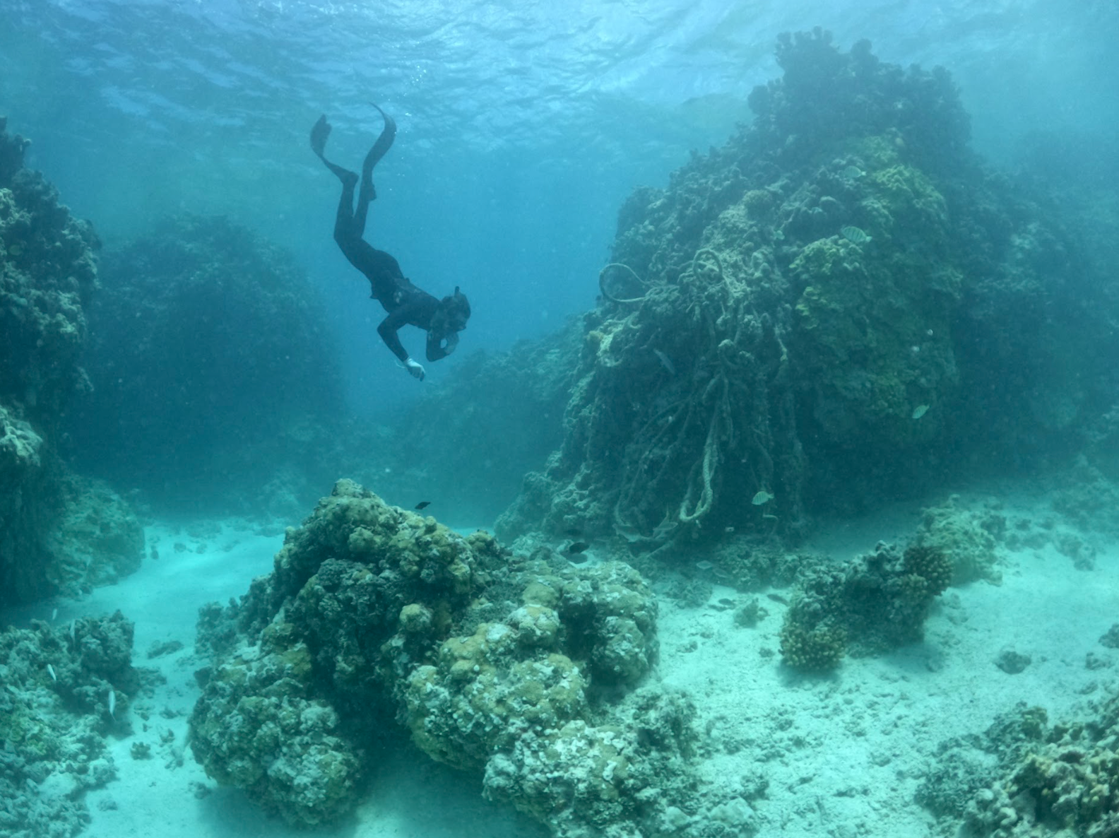 Diver Andy Sullivan-Haskins dives down to remove a derelict fishing net at Kamokuokamohoaliʻi Reef