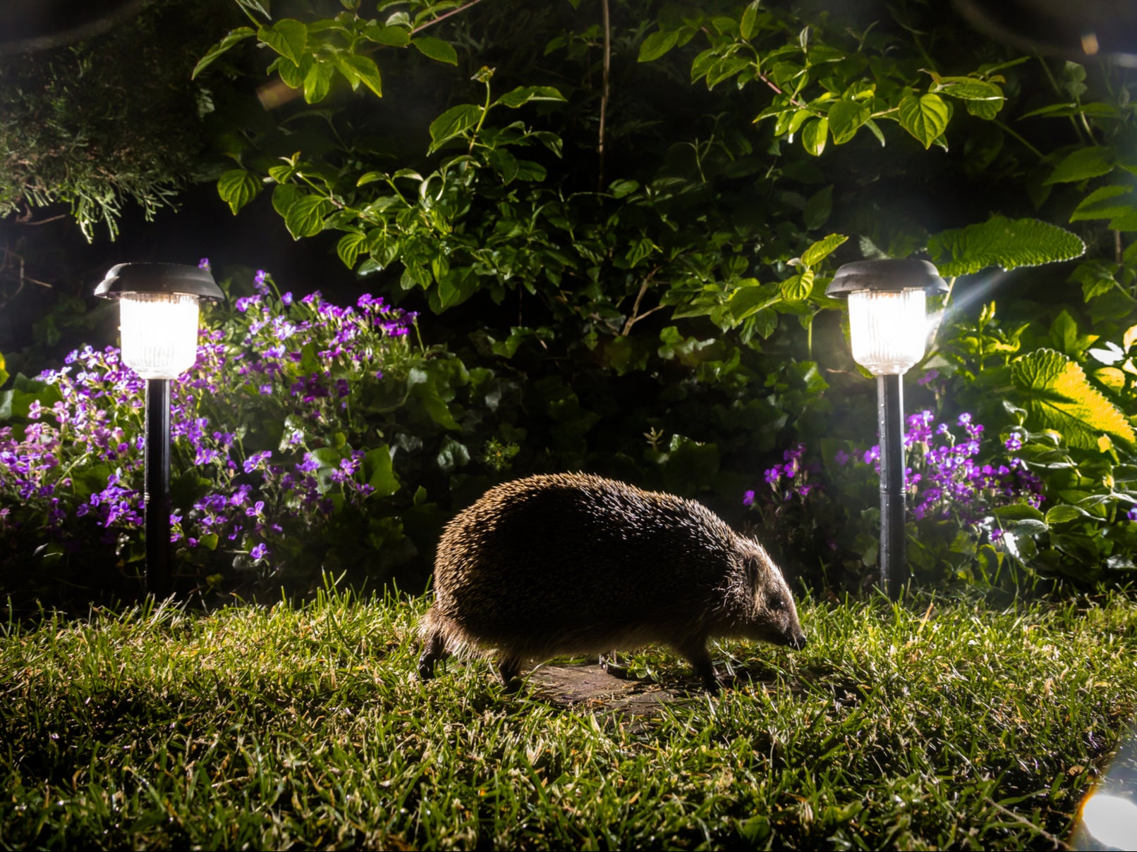 Residential areas are a key refuge for hedgehogs which have seen catastrophic declines in recent years, especially in rural areas