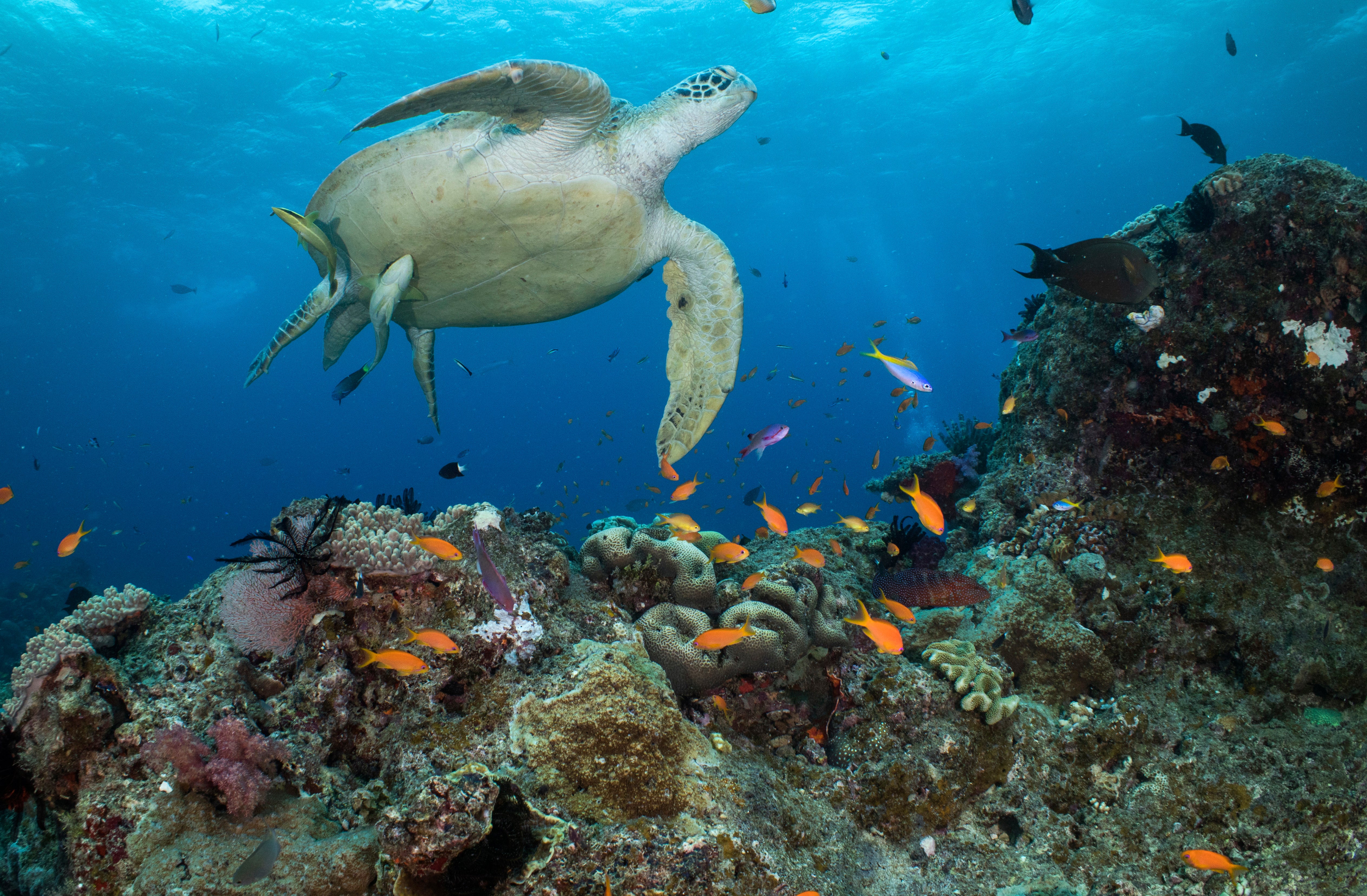 Australia Barrier Reef