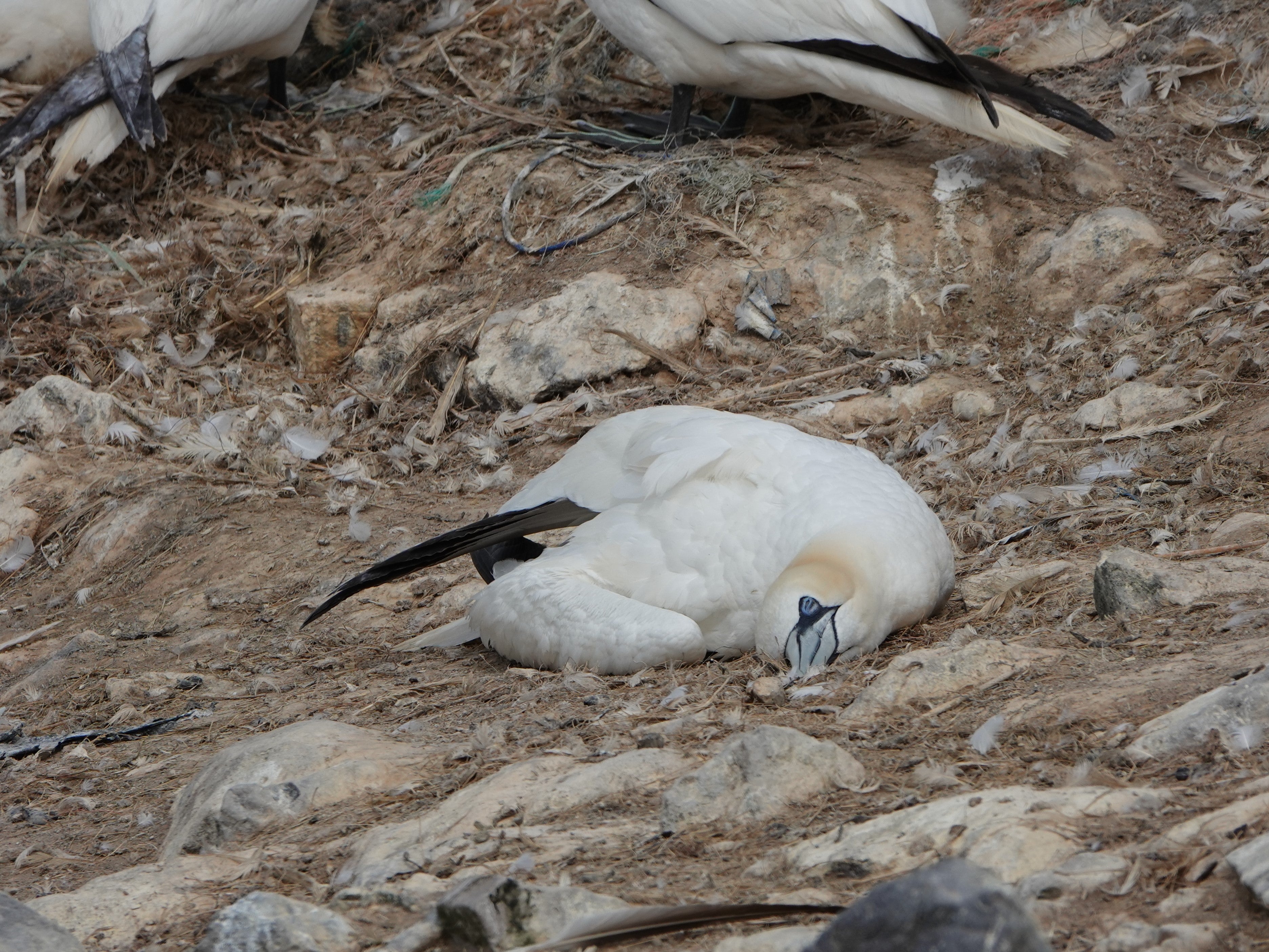 A dying gannet on Grassholm, Pembrokeshire. Highly pathogenic avian influenza was first recorded on the island – the world’s third largest gannetry – this week