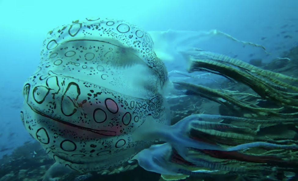 The jellyfish had different markings, was much larger, and had other technical differences to Chirodectes maculatus