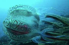 ‘Magnificent’ jellyfish found off coast of Papua New Guinea could be new species