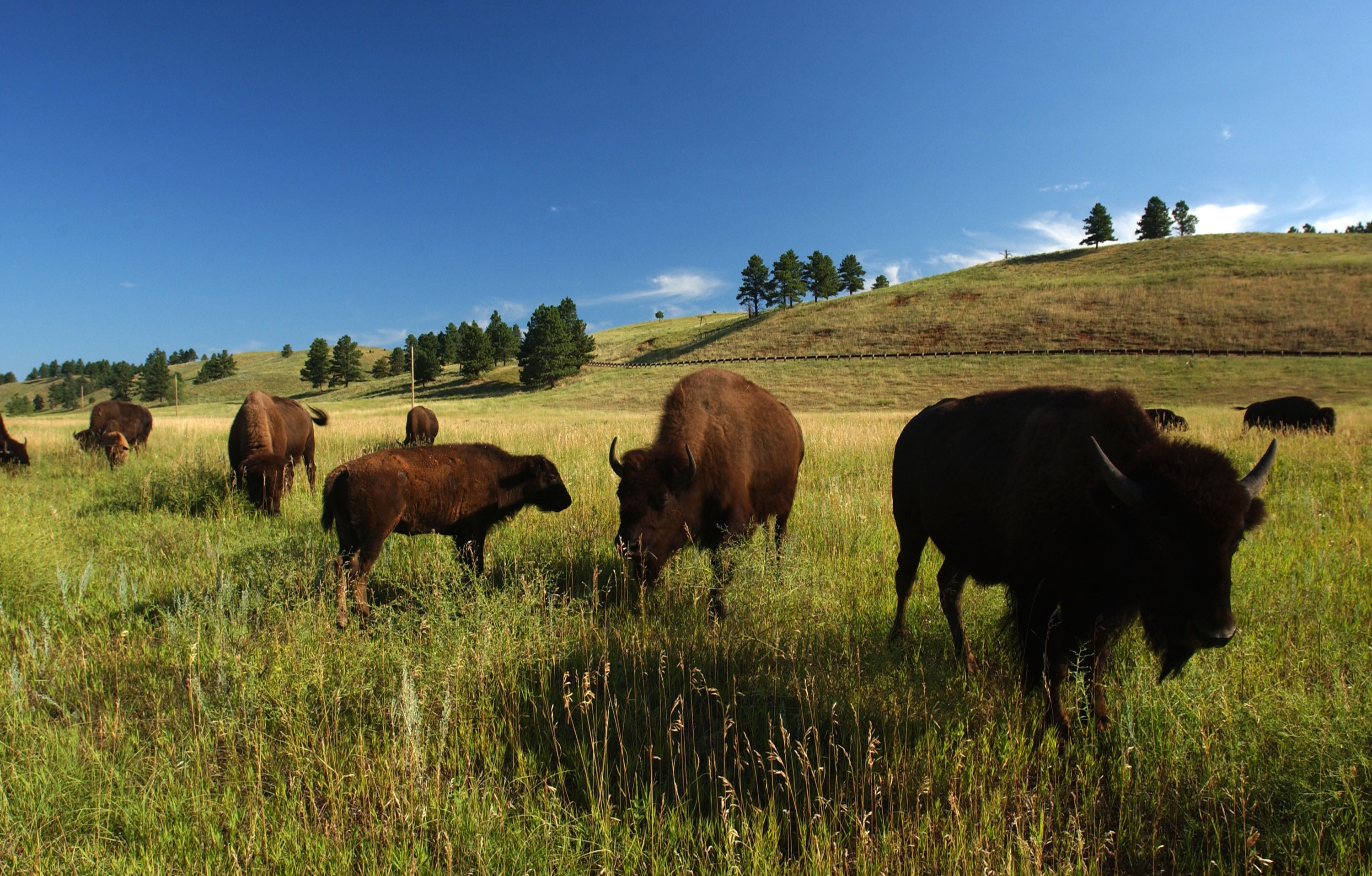 Custer State Park is home to more than a thousand bison, which were hunted to near-extinction during the 1800s