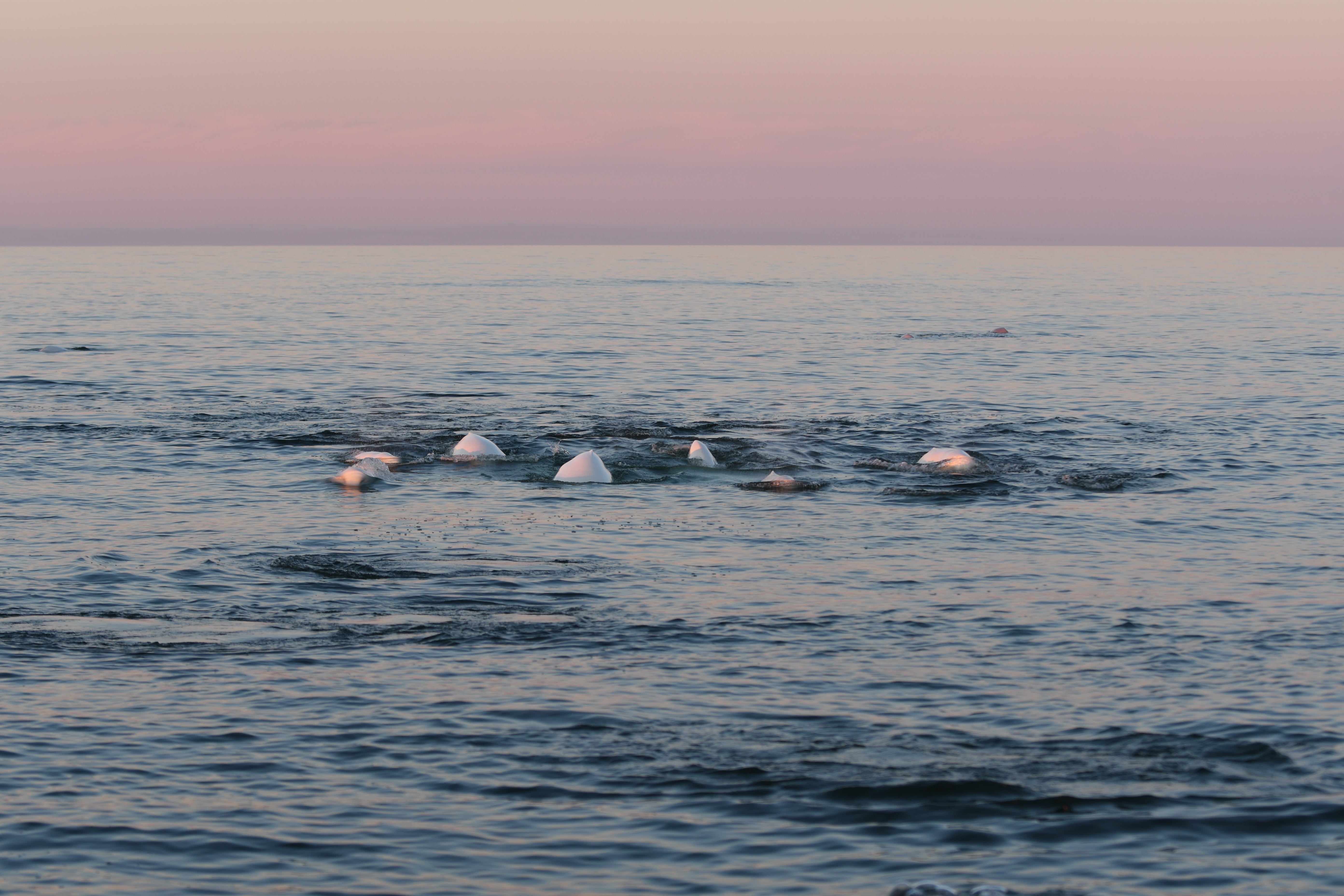 Belugas are social animals and are often found in pods