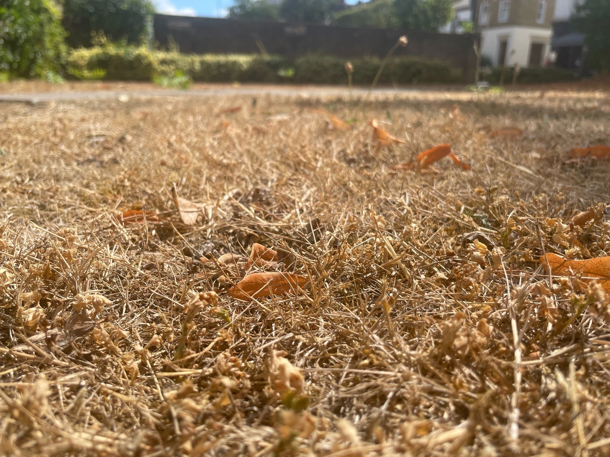 A dried-out garden in south-west London (Ryan Hooper/PA)