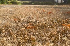 Experts: Which plants to save and which to spare as gardeners ponder water use