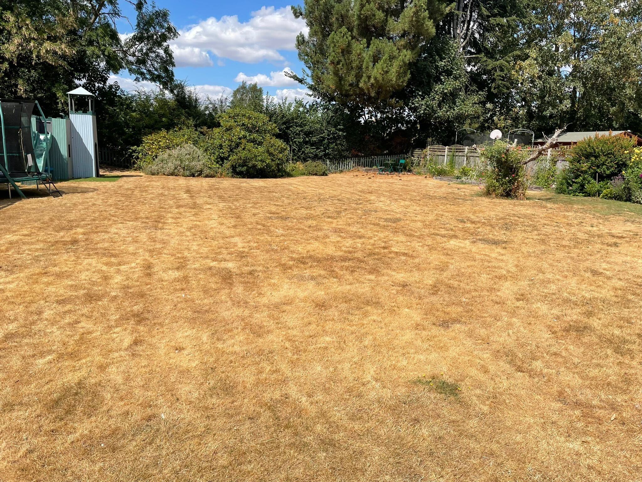 It’s had the full works, for three full years now: aeration, scarification, overseeding, fertilising, the whole lot. And now it’s dead. Totally dead. I can’t look at it