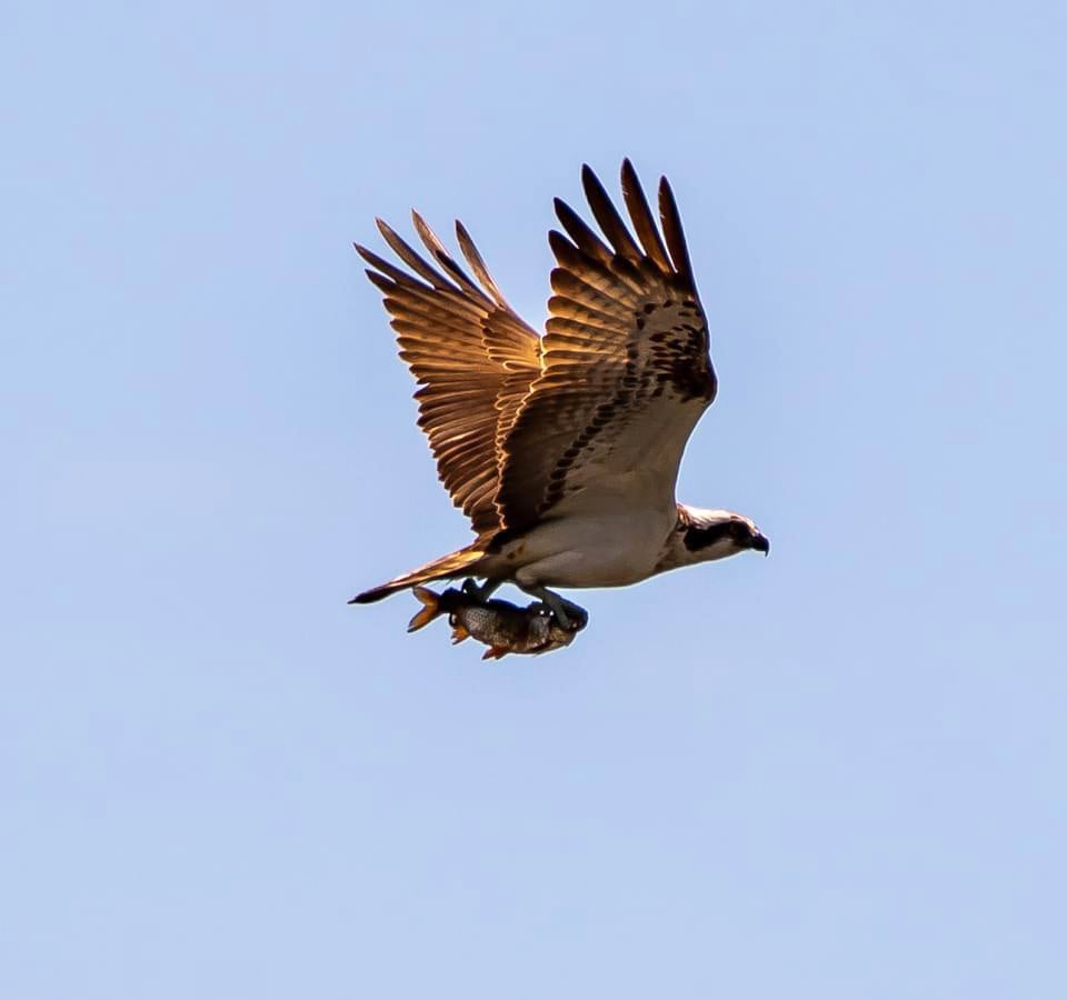 An adult osprey flying over Bolton Castle Estate in Wensleydale (Mike Thornley/PA)