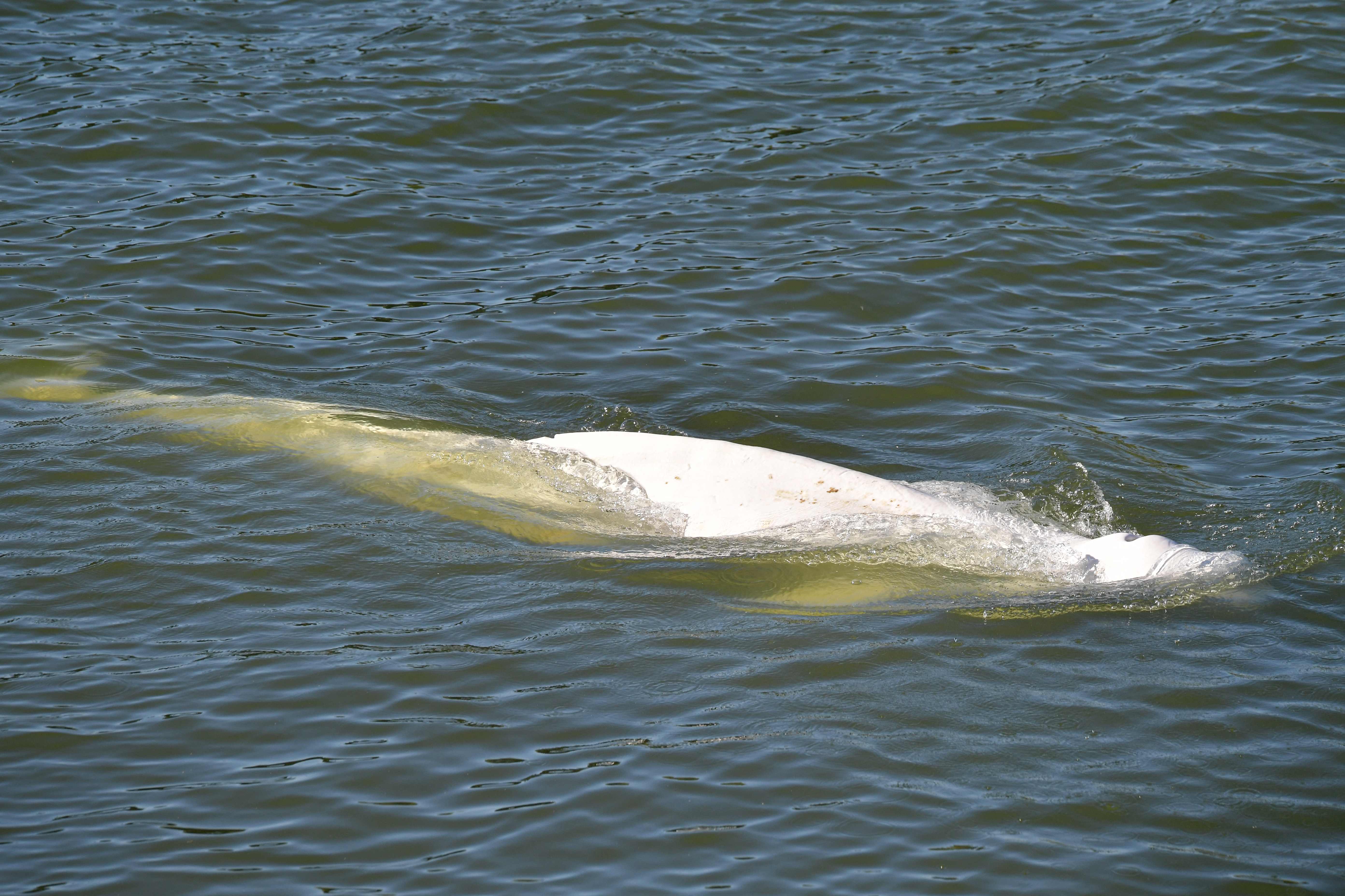 The cetacean was first spotted coasting along the Seine on Tuesday