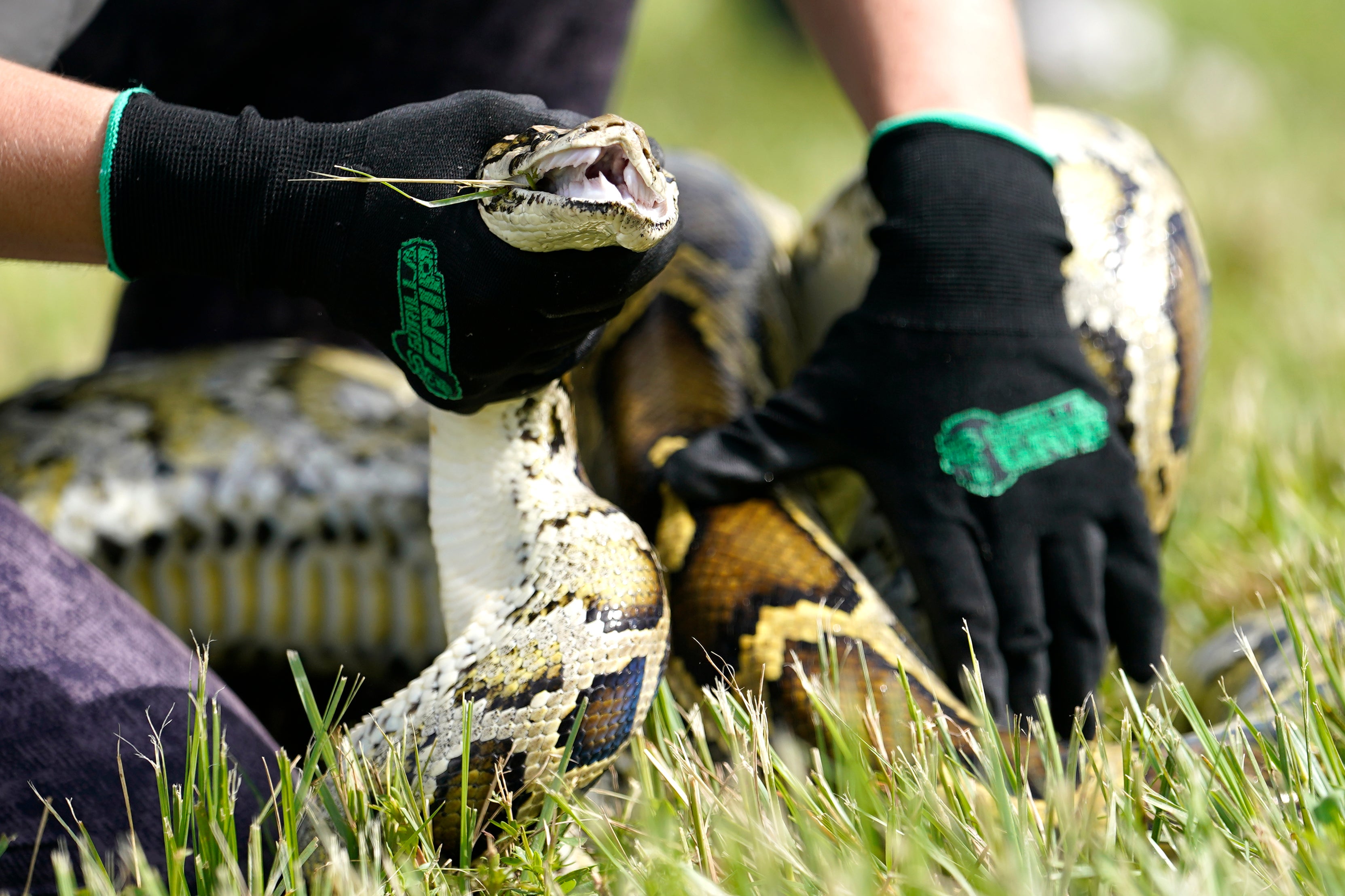 Python Challenge Florida