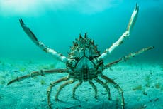 Tourists warned as thousands of venomous spider crabs swarm at Cornwall beach