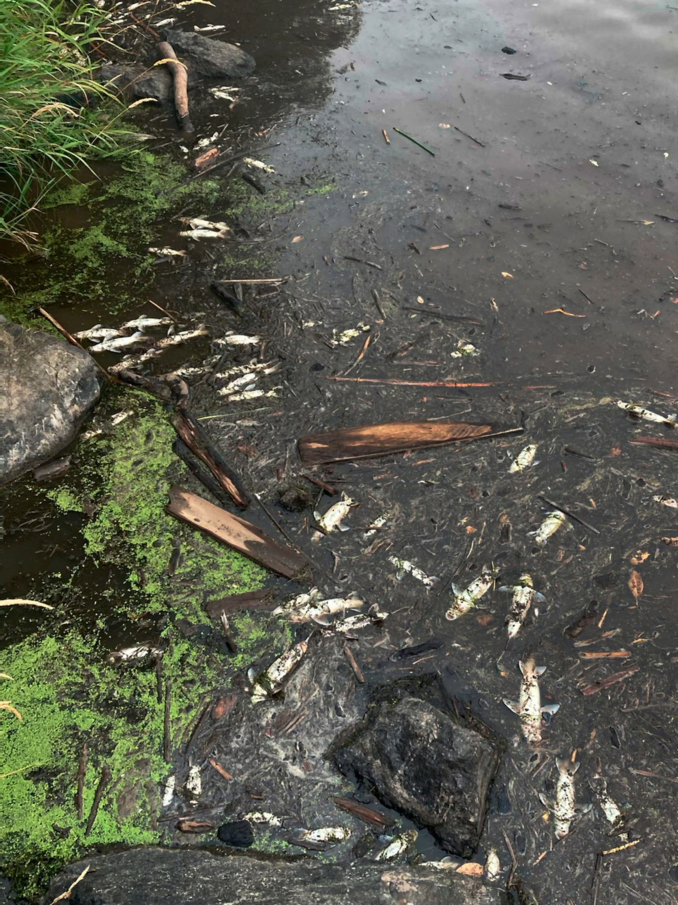 Western Wildfire Fish Kill