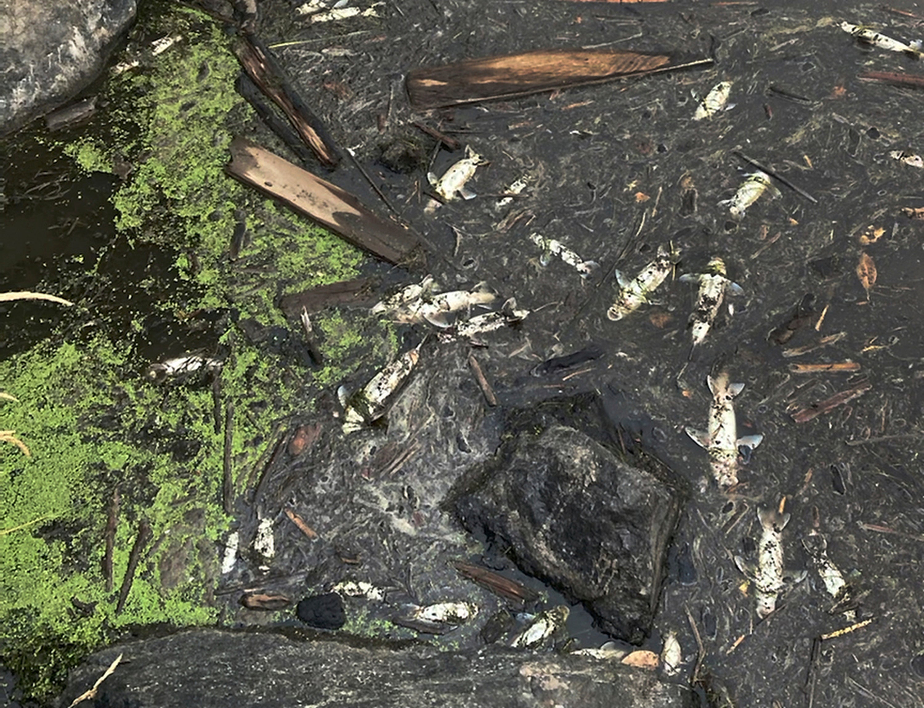 Western Wildfire Fish Kill