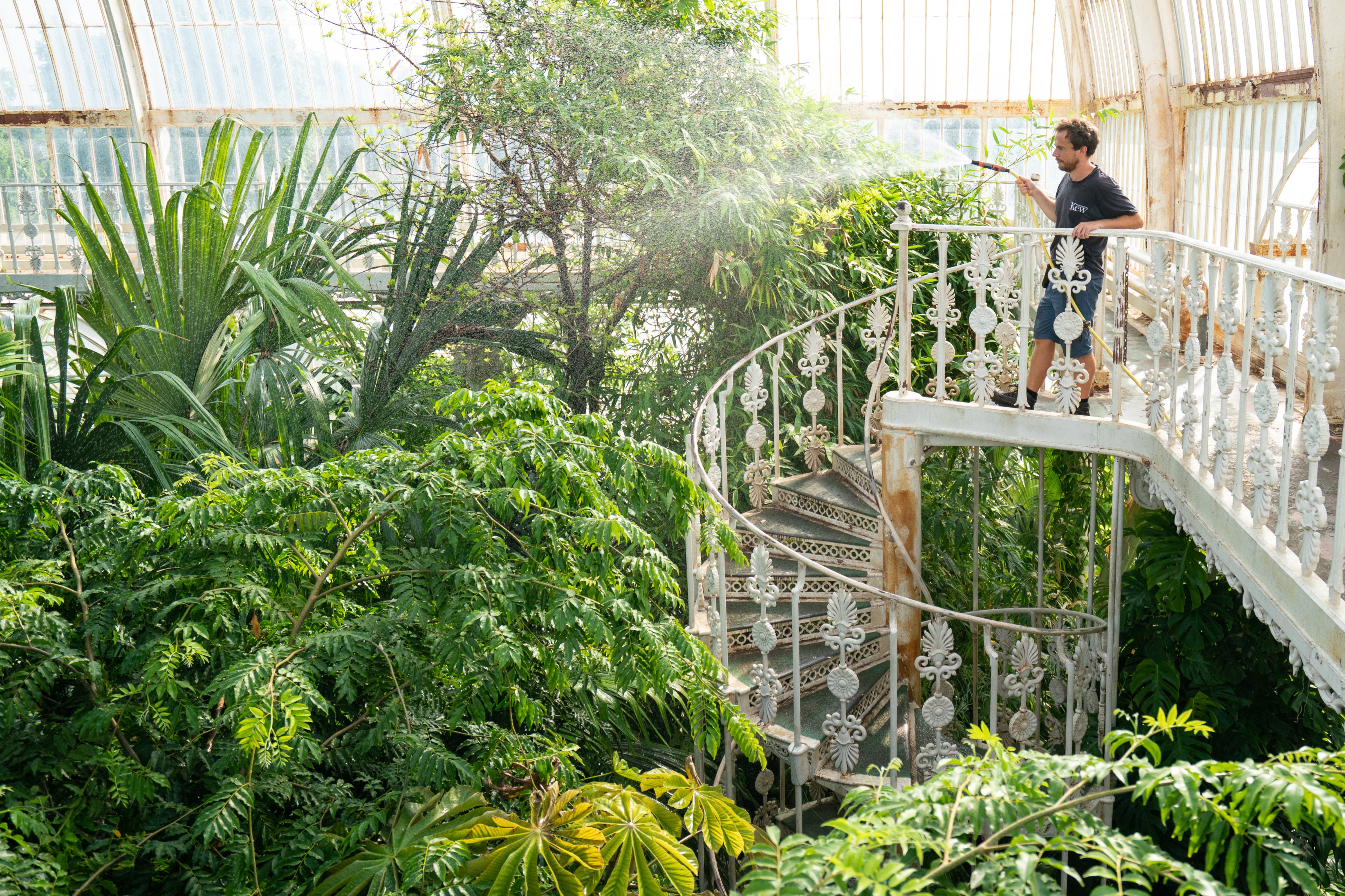Will Spolestra waters the plants in the Palm House at the Royal Botanical Gardens Kew (Dominic Lipinski/PA)