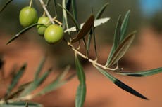 Price of olive oil to rise 25% as heatwave hits crops