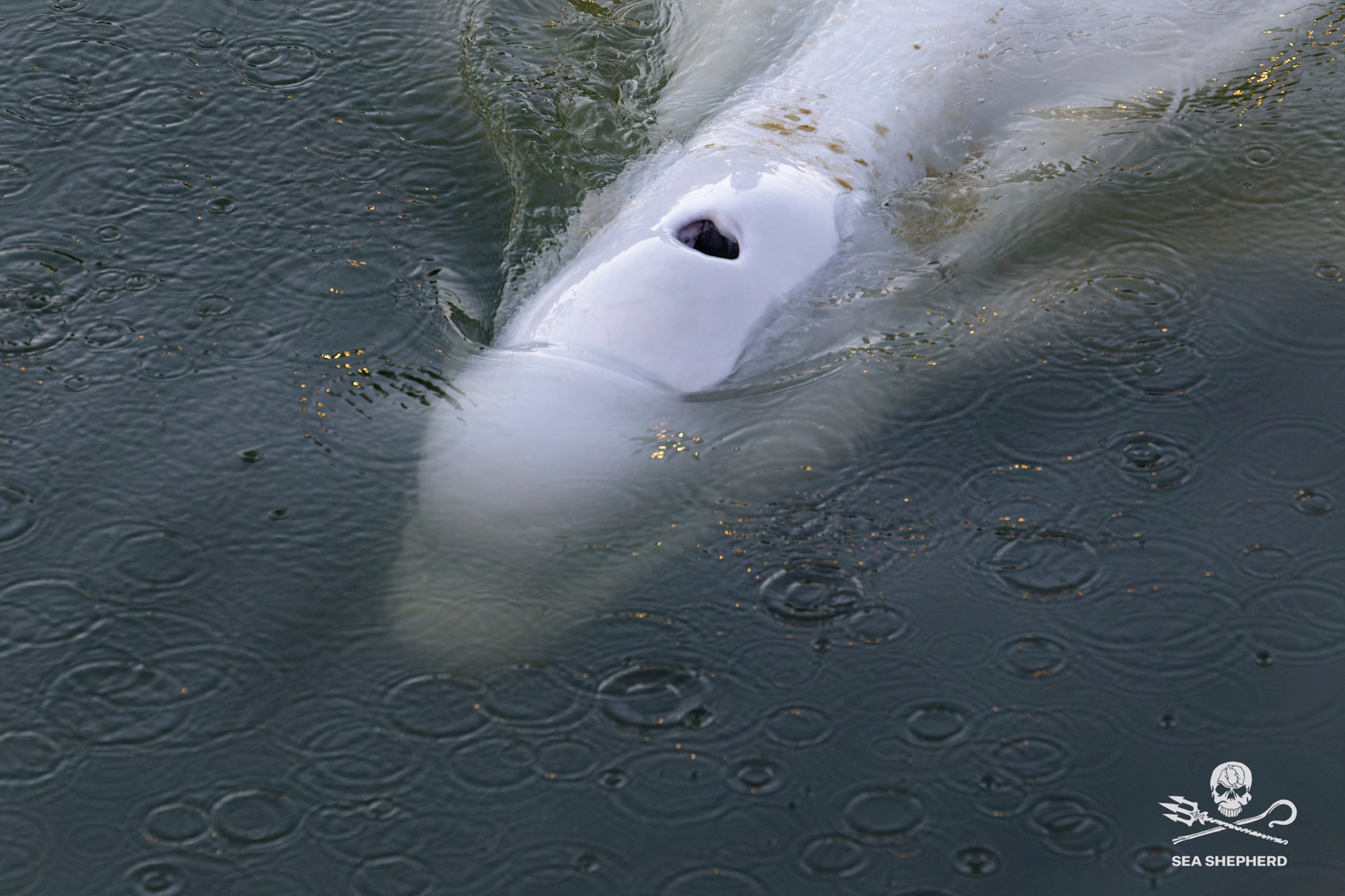 France Whale in Seine