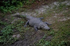 Crocodile drags Indian man deep into water after killing him, viral video shows