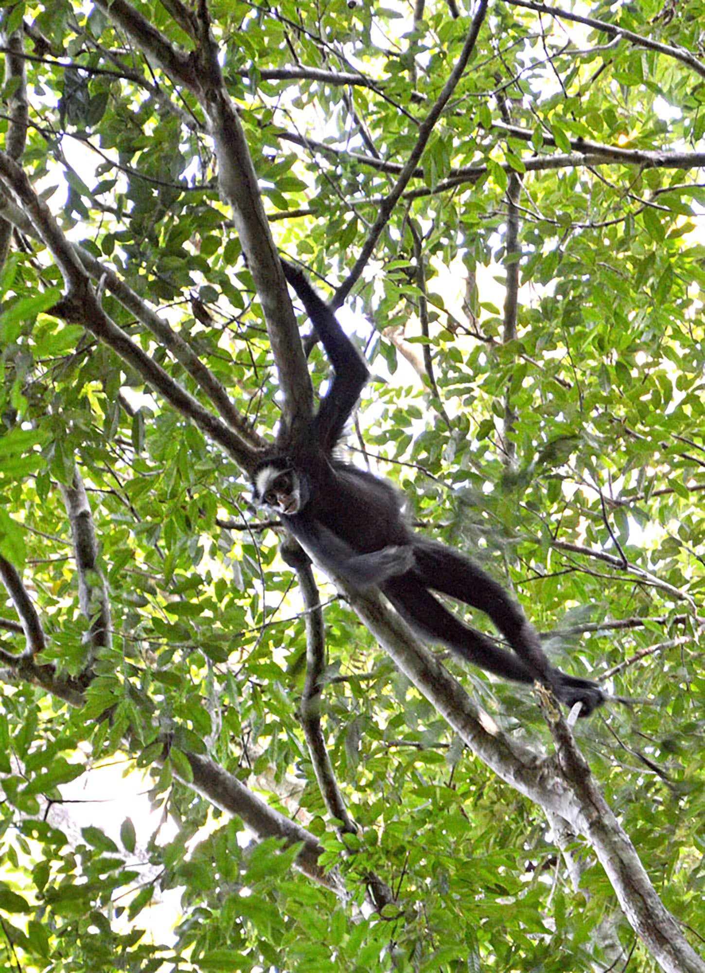 Brazil Amazon Court Revisits Land Protection