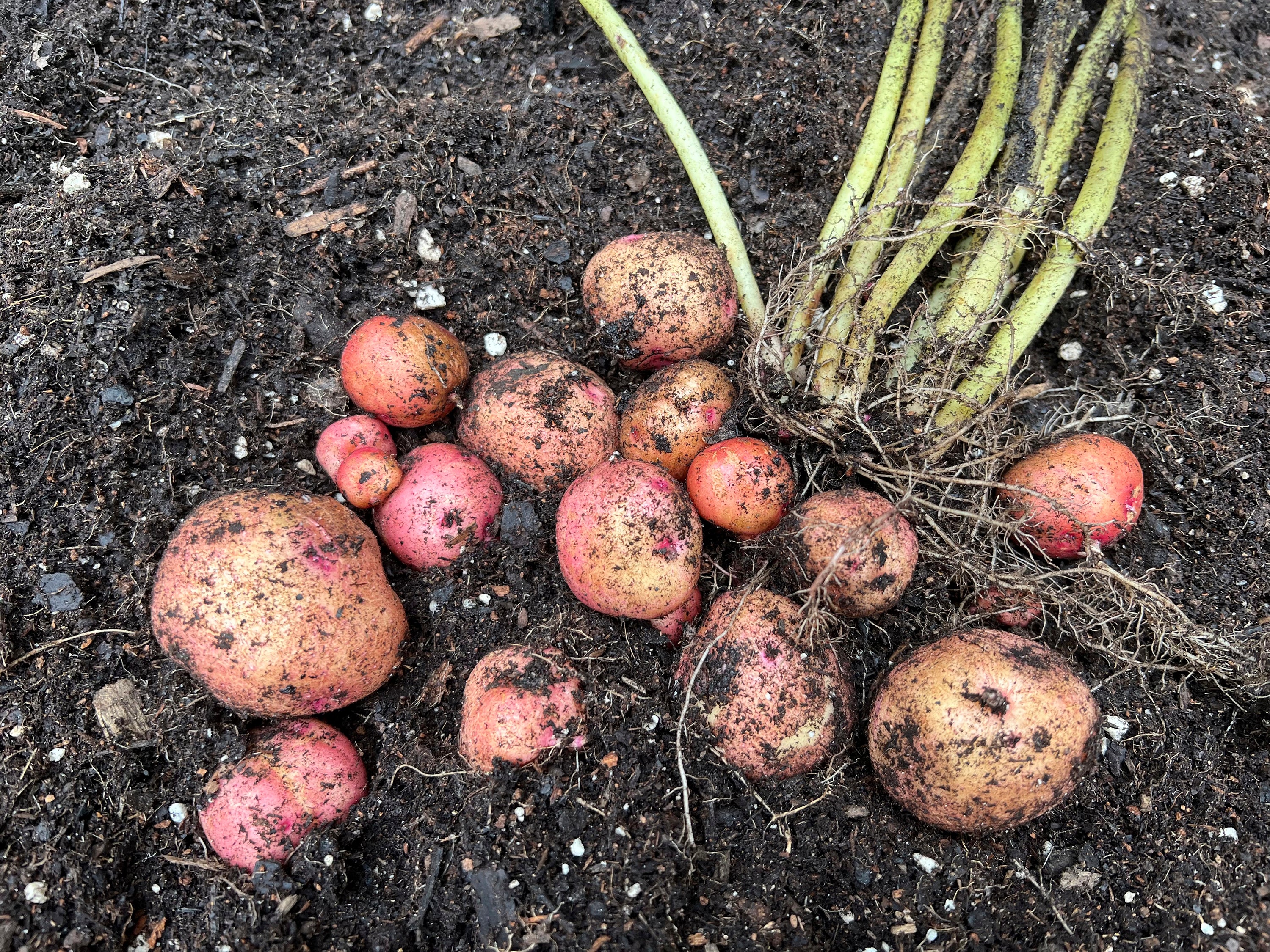 Gardening-Potatoes-When to Dig
