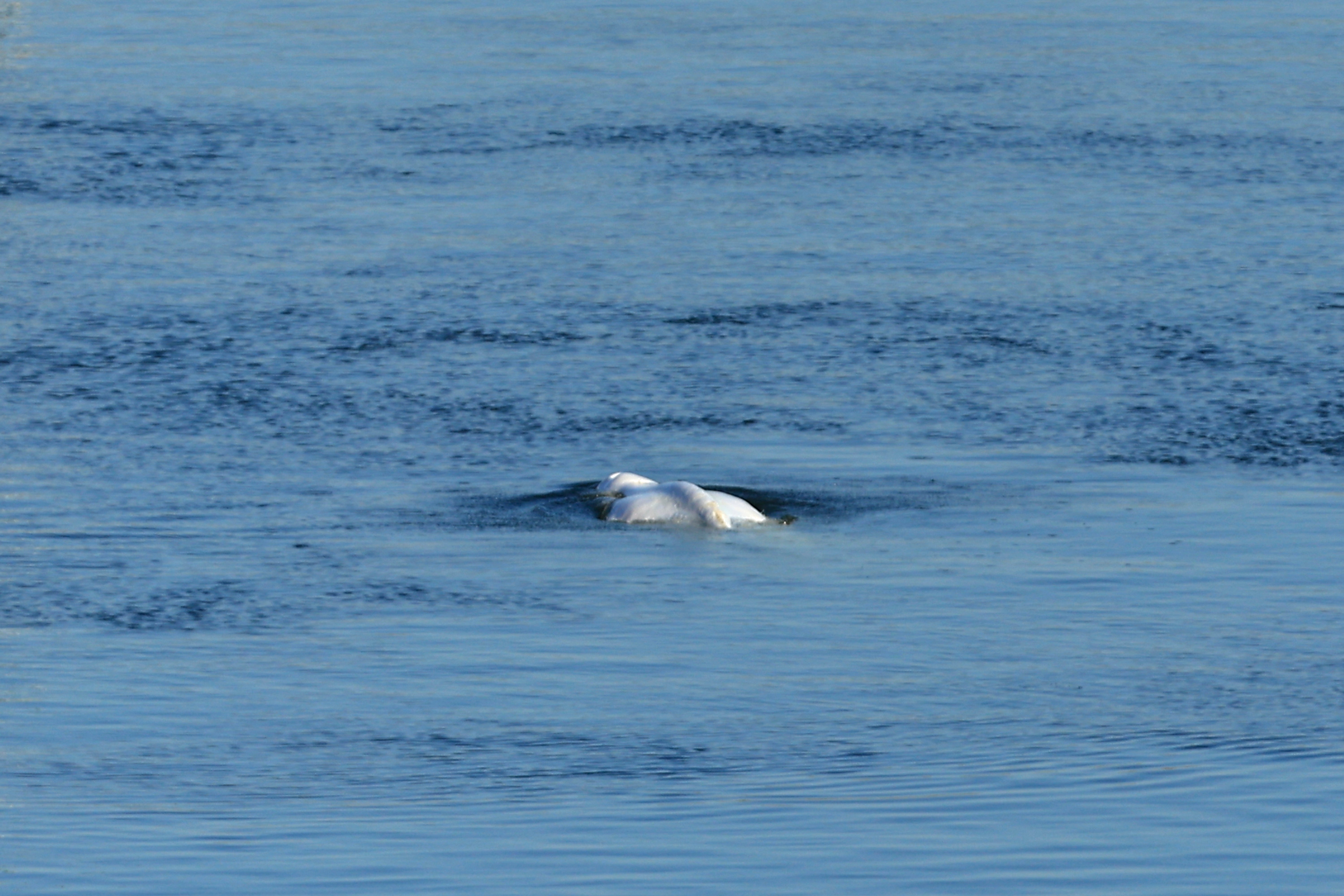 France Whale in Seine