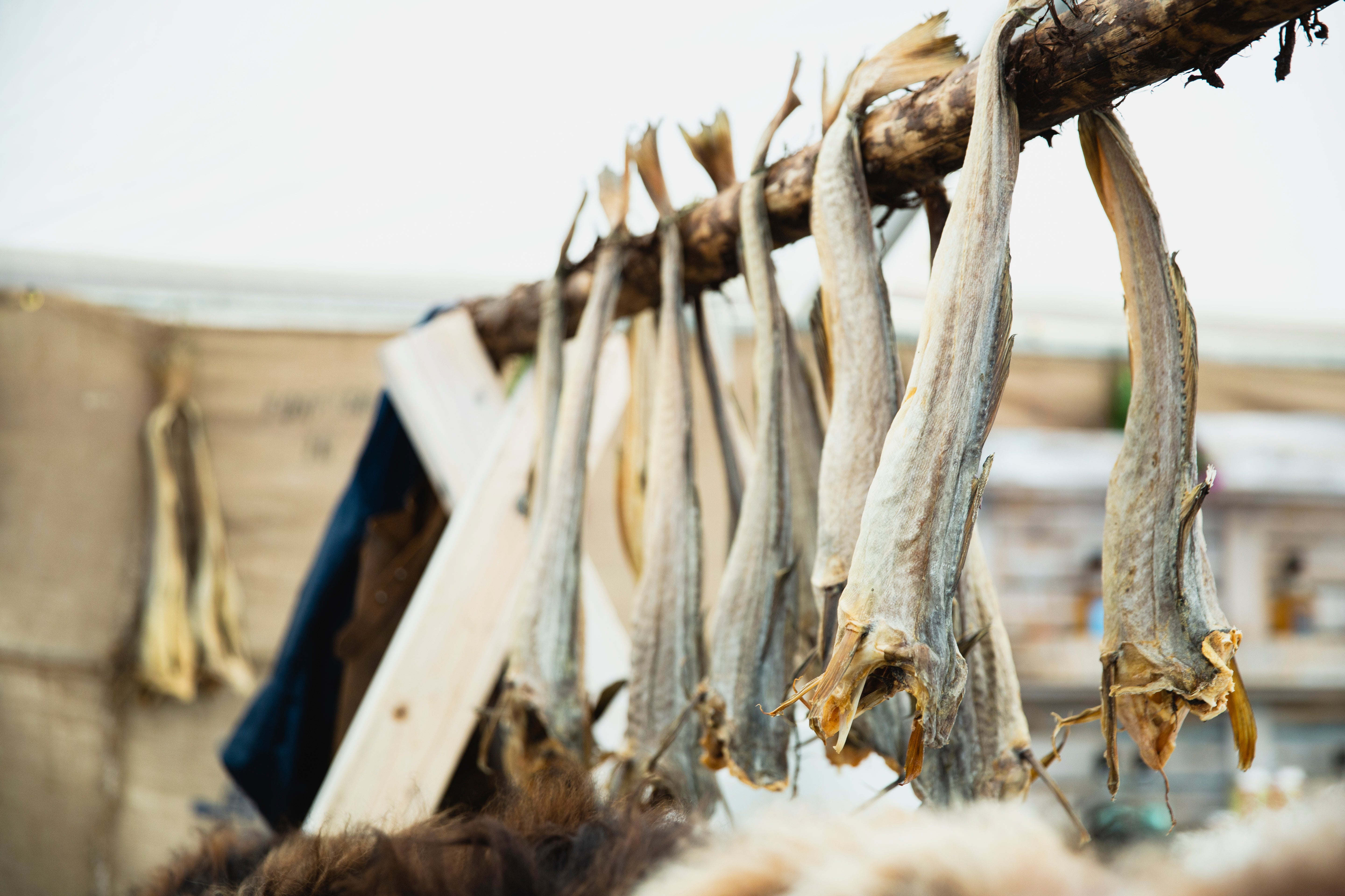 Trondheim food festival, first held in 2005, provides opportunities to sample the best of Trøndelag’s cuisine, including Stockfish, air-dried cod