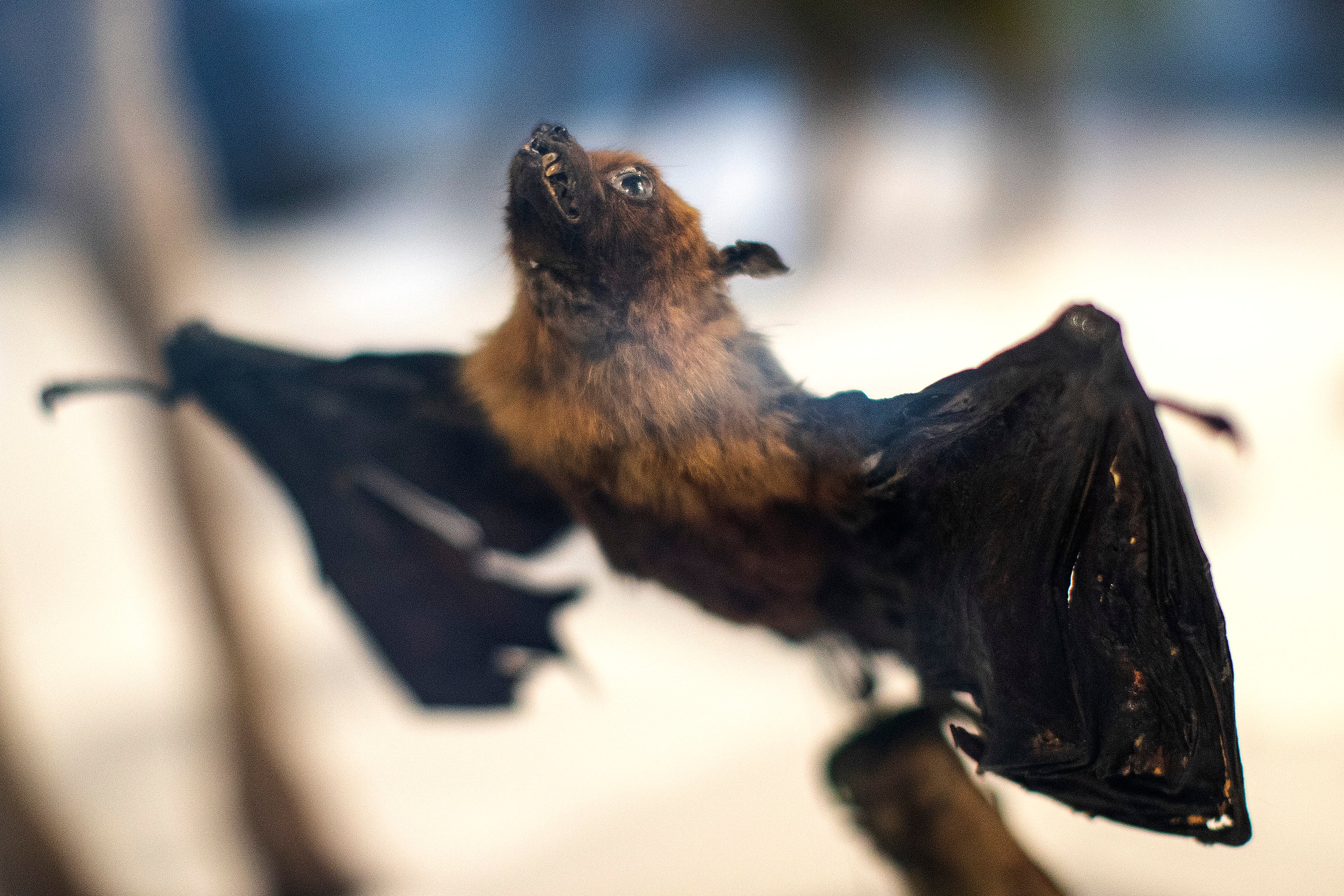 Bat coronaviruses silently infect tens of thousands of people each year, posing pandemic risk, study warns