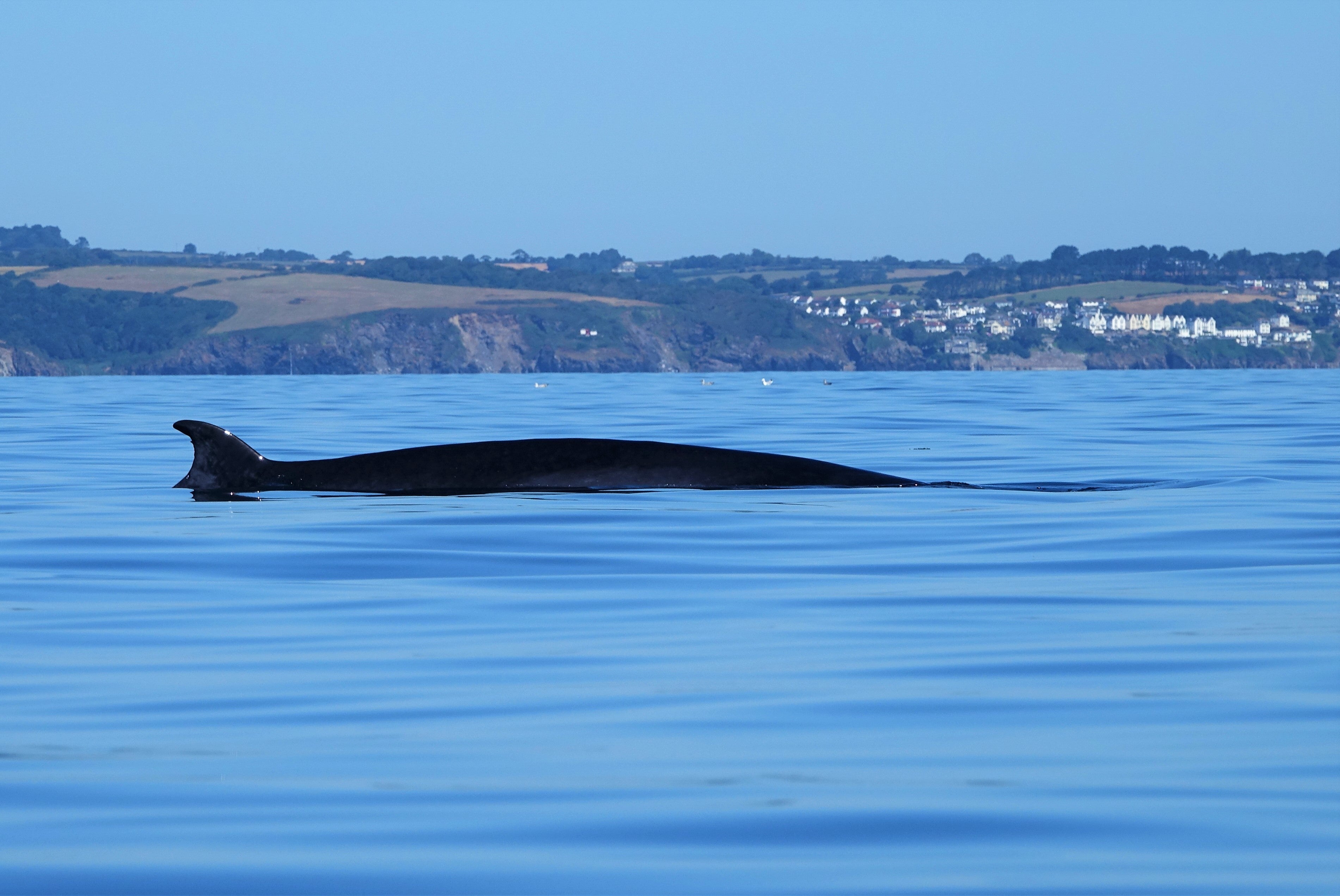 Rupert Kirkwood captured “thrilling” footage of a close encounter with a 30ft whale off the coast of Cornwall. (Rupert Kirkwood/PA)