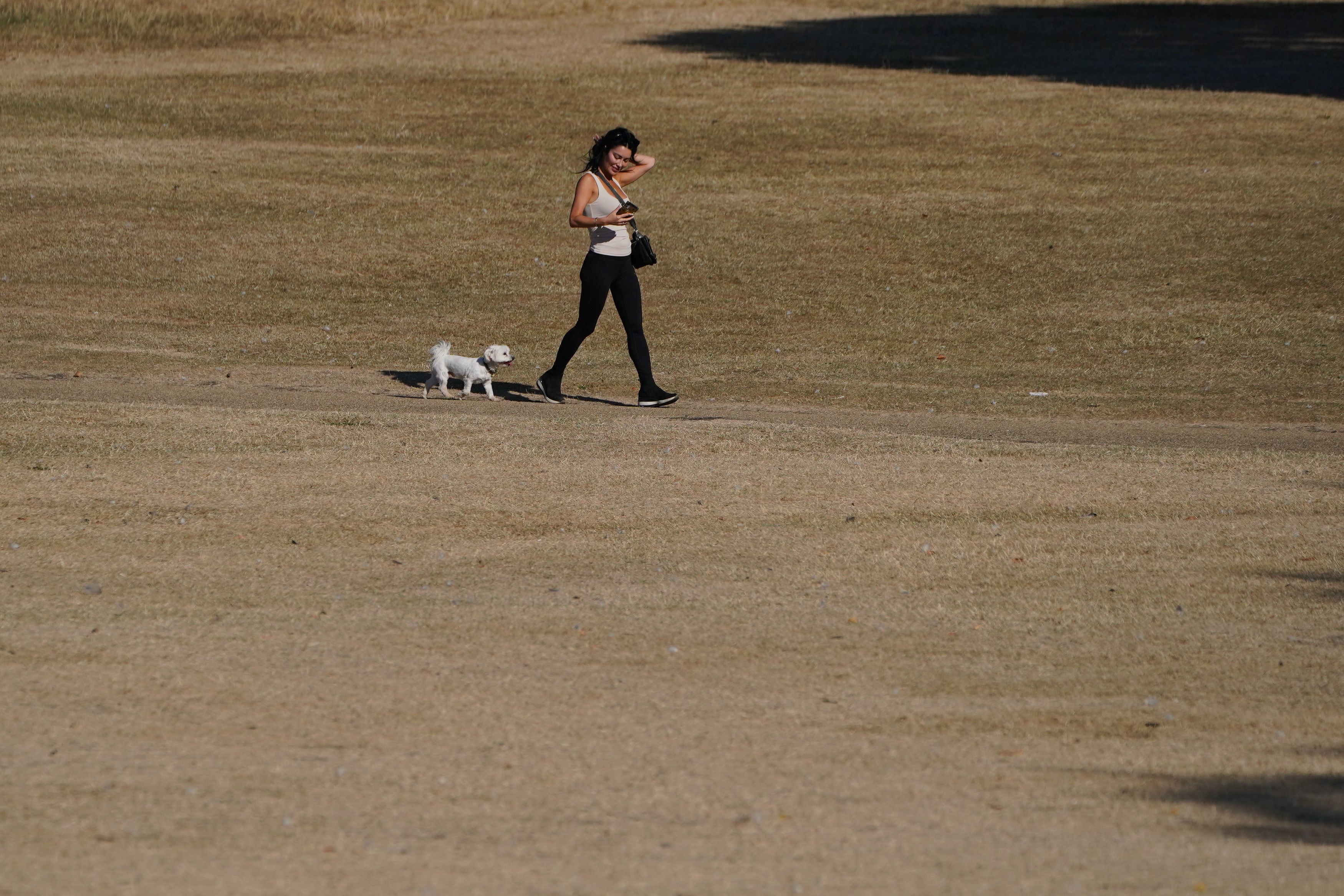 Exercising your pet during a heatwave can be fatal