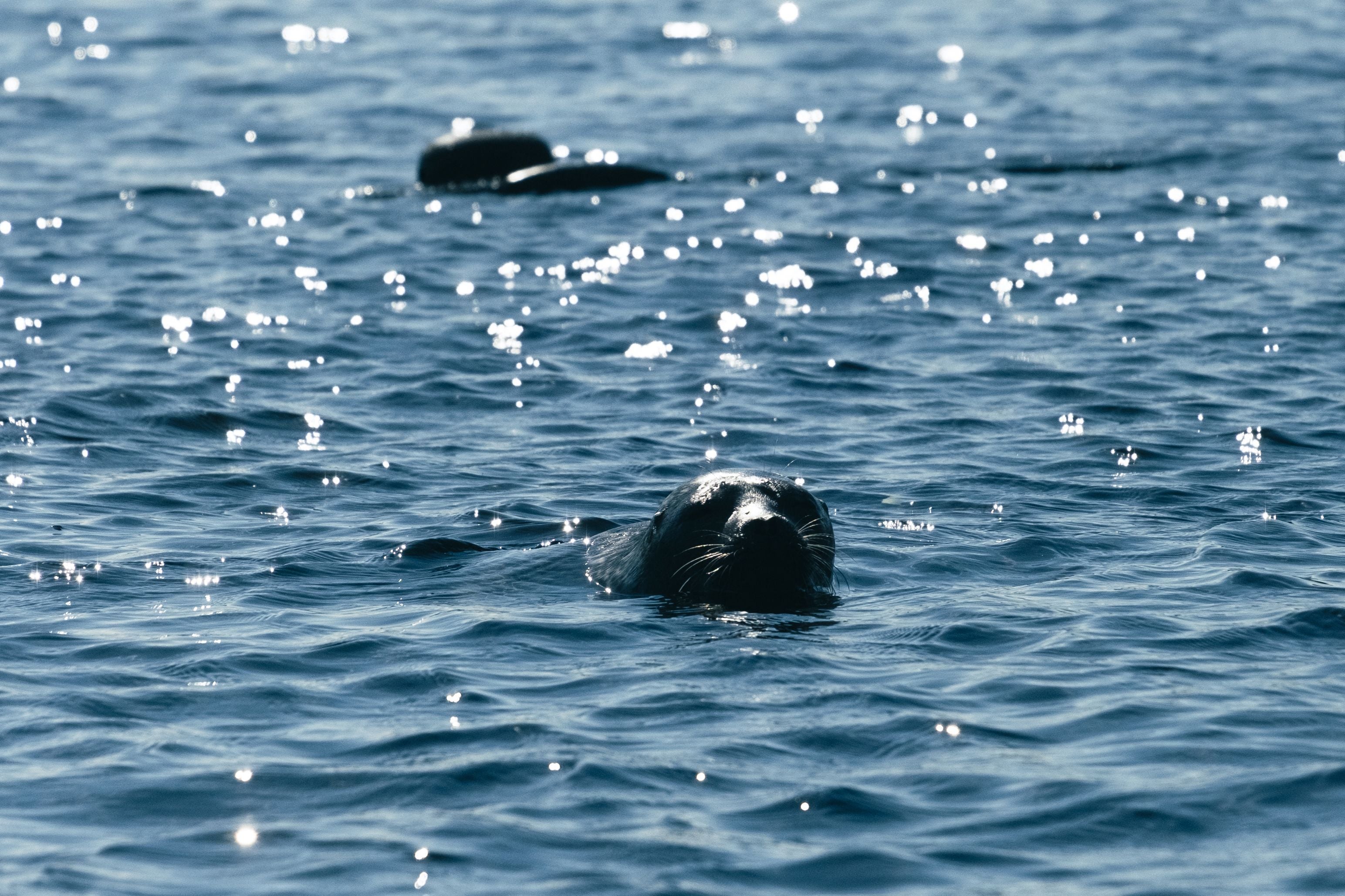 In the 1980s there were less than 150 Saimaa ringed seals left