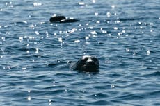 Inside the fight to bring the Saimaa ringed seal back from the brink of extinction