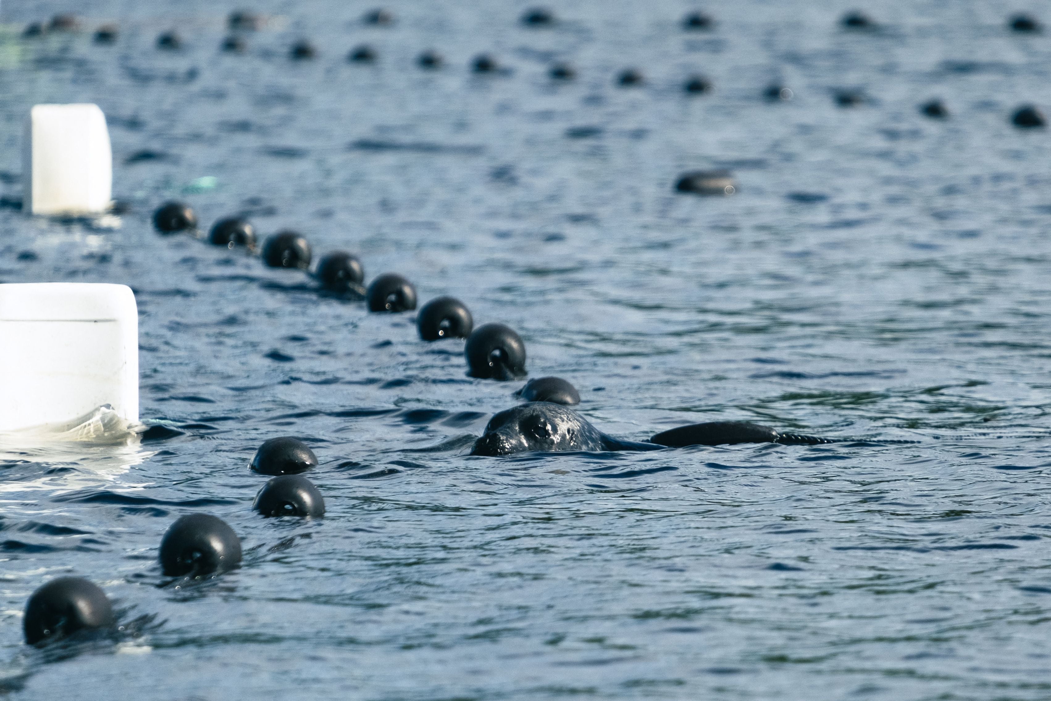 The Saimaa ringed seal remains a cause celebre among visitors