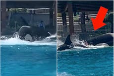 Video of Orcas fighting at SeaWorld prompts call for boycott