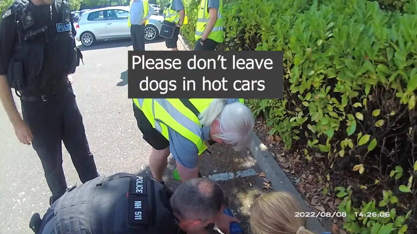 The dog’s owner now faces questioning by the RSPCA