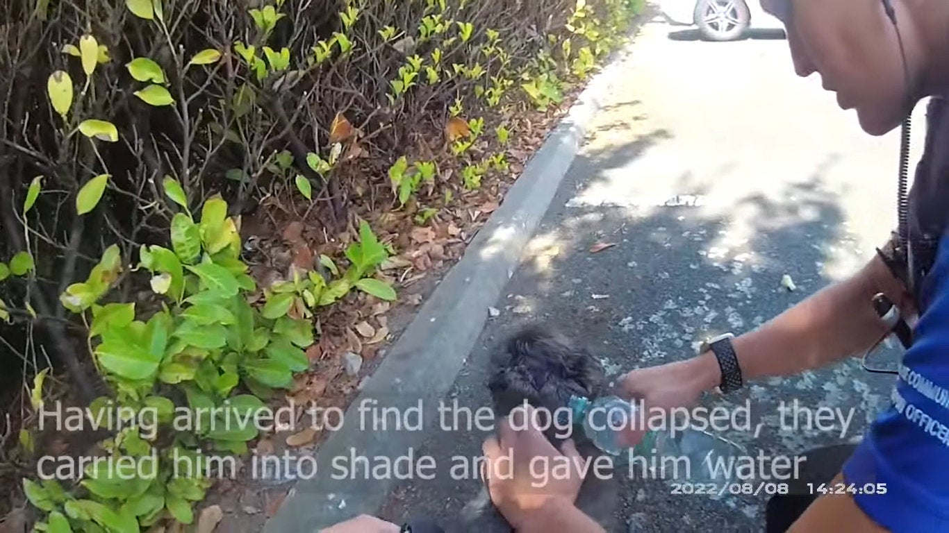 The officers carried the dog over to a patch of shade and poured cold water onto its back to help cool it down