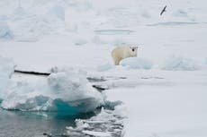 Arctic now warming four times faster than rest of the world, scientists say