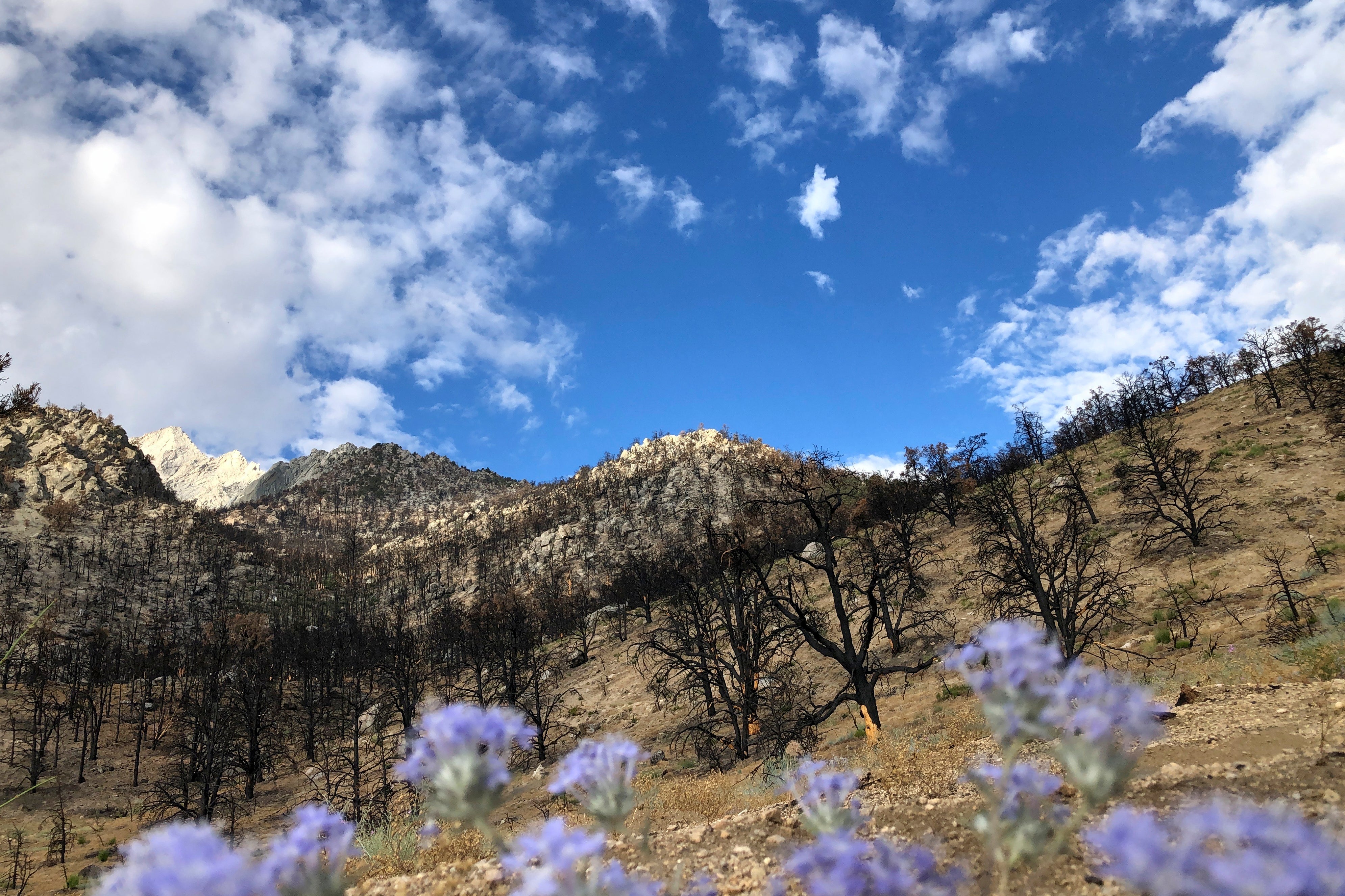 California Wildfire After the Burn